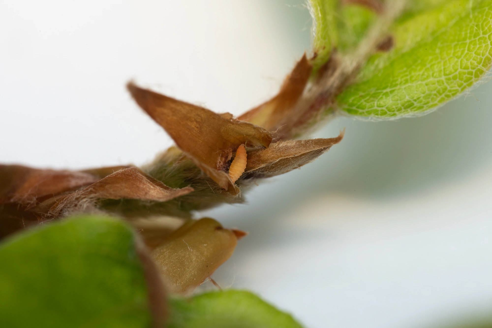 Gallmygg: Macrolabis fagicola.