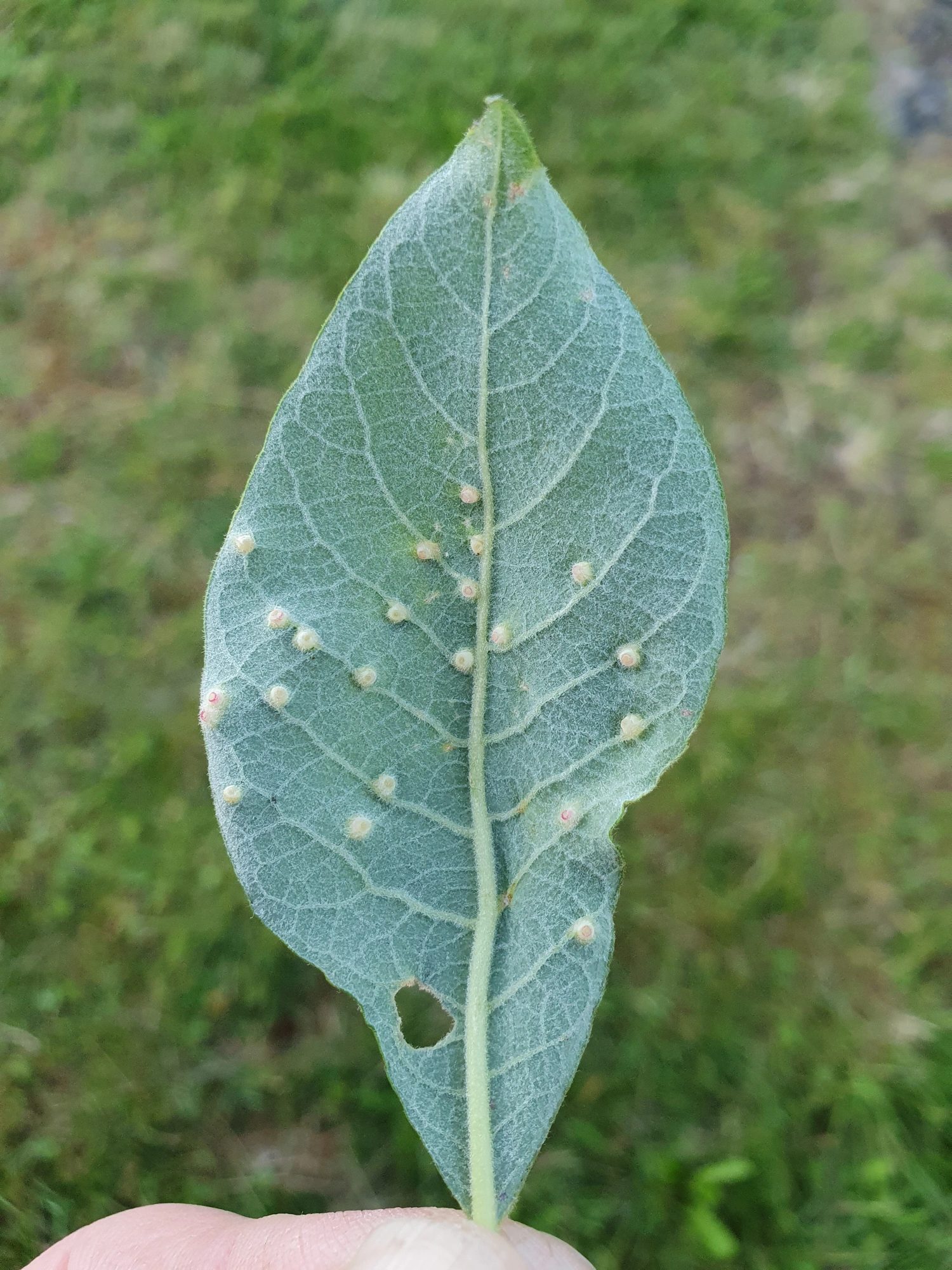 Gallmygg: Iteomyia capreae.