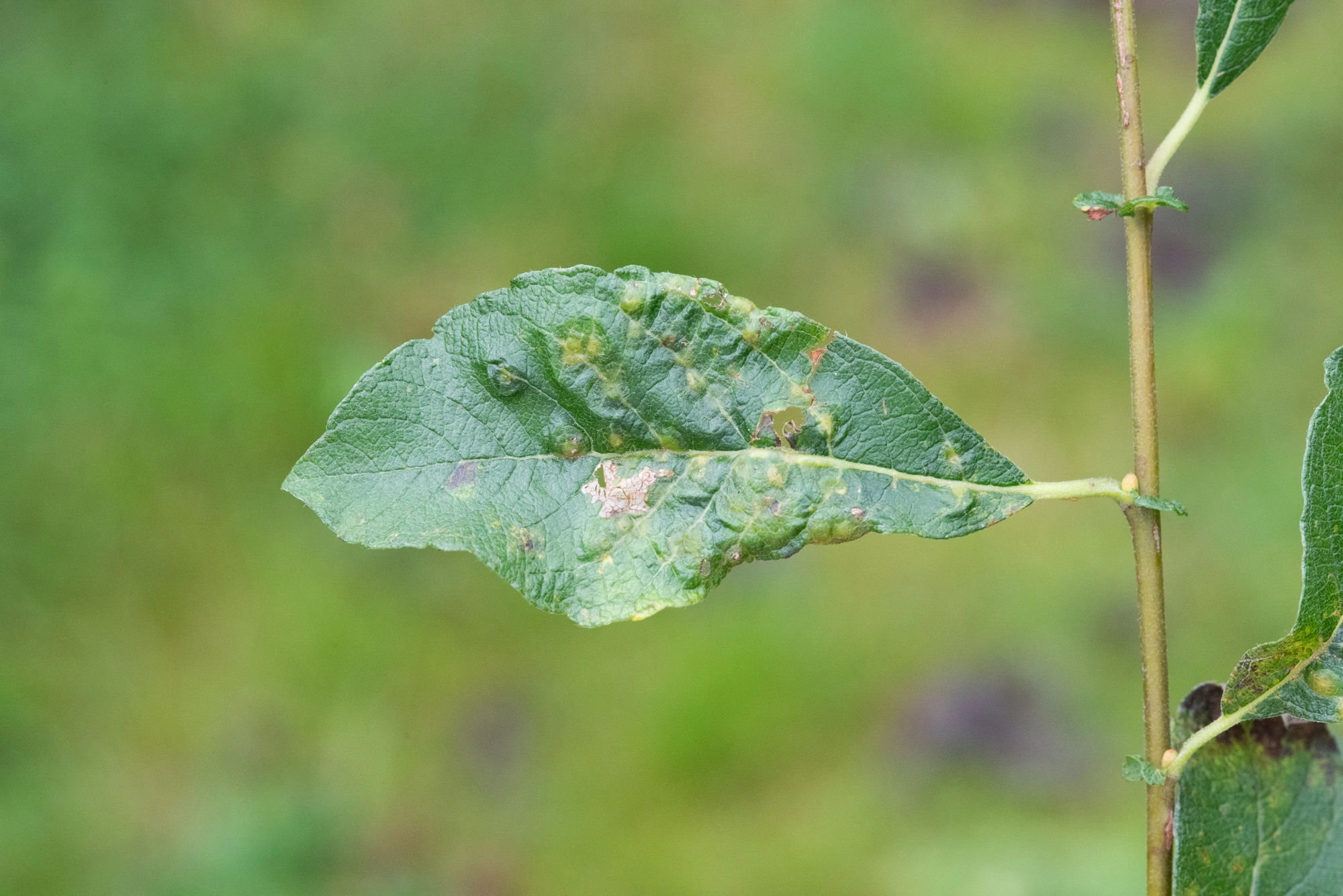 Gallmygg: Iteomyia capreae.