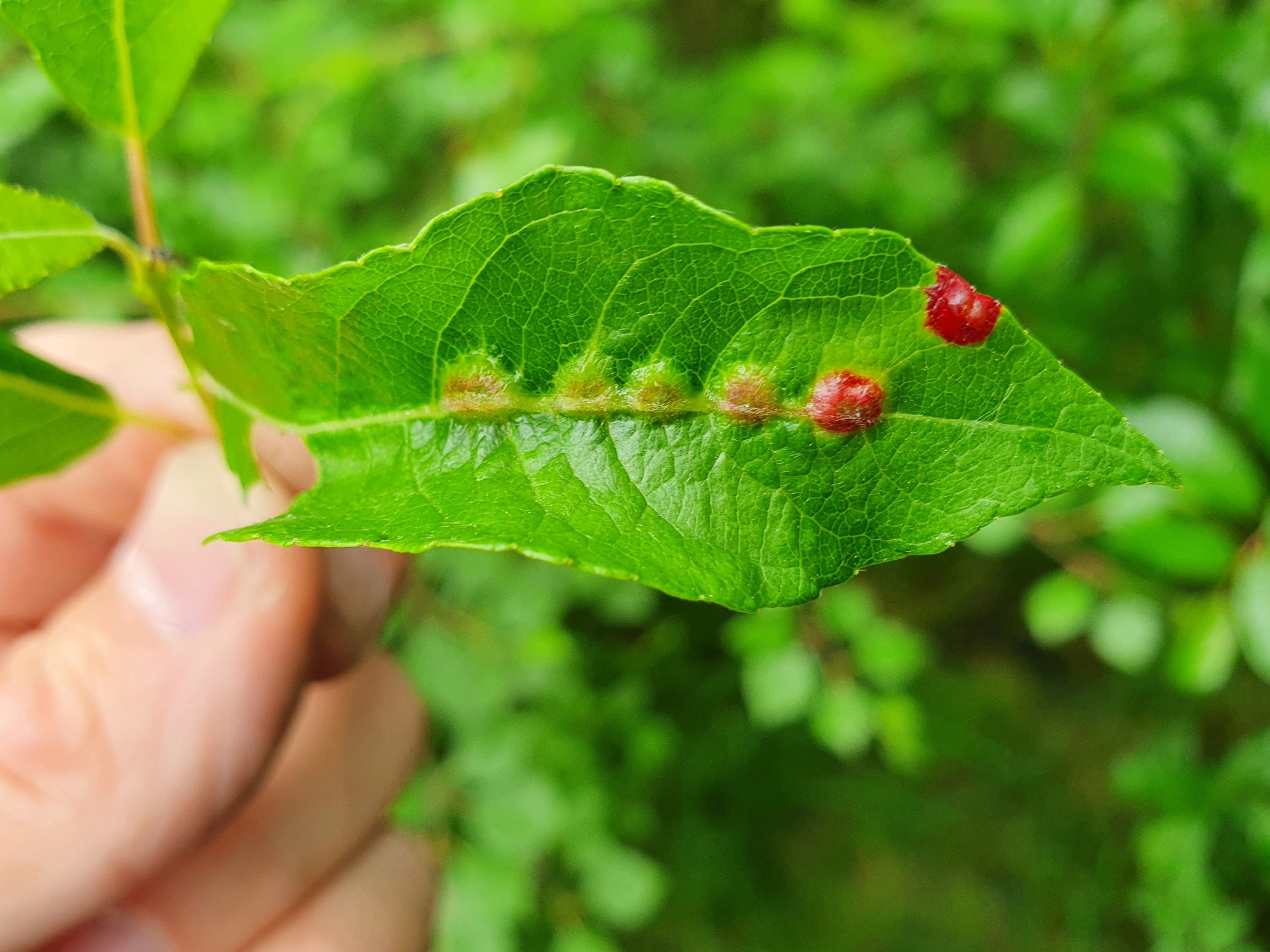 Gallmygg: Iteomyia major.