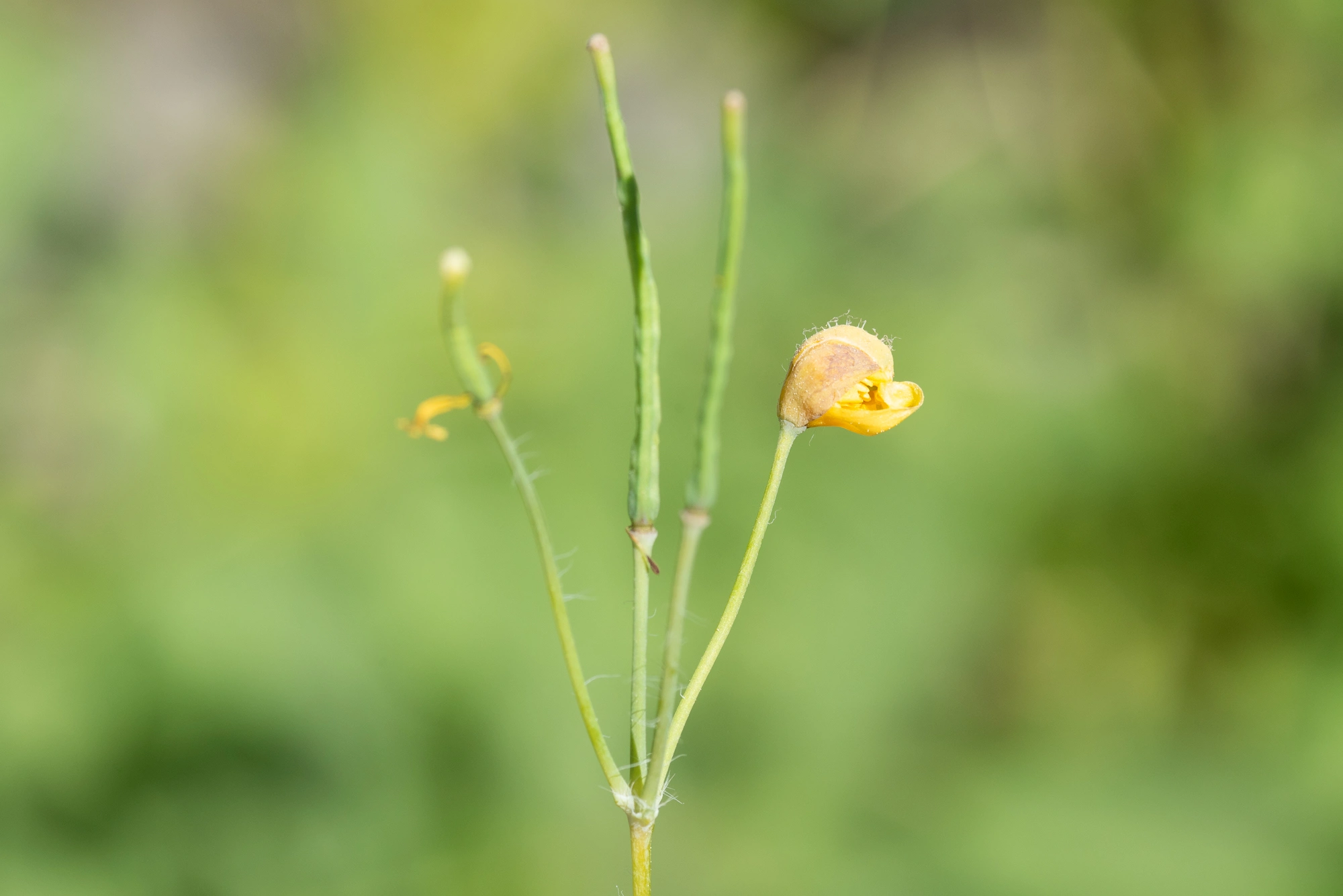 Gallmygg: Jaapiella chelidonii.