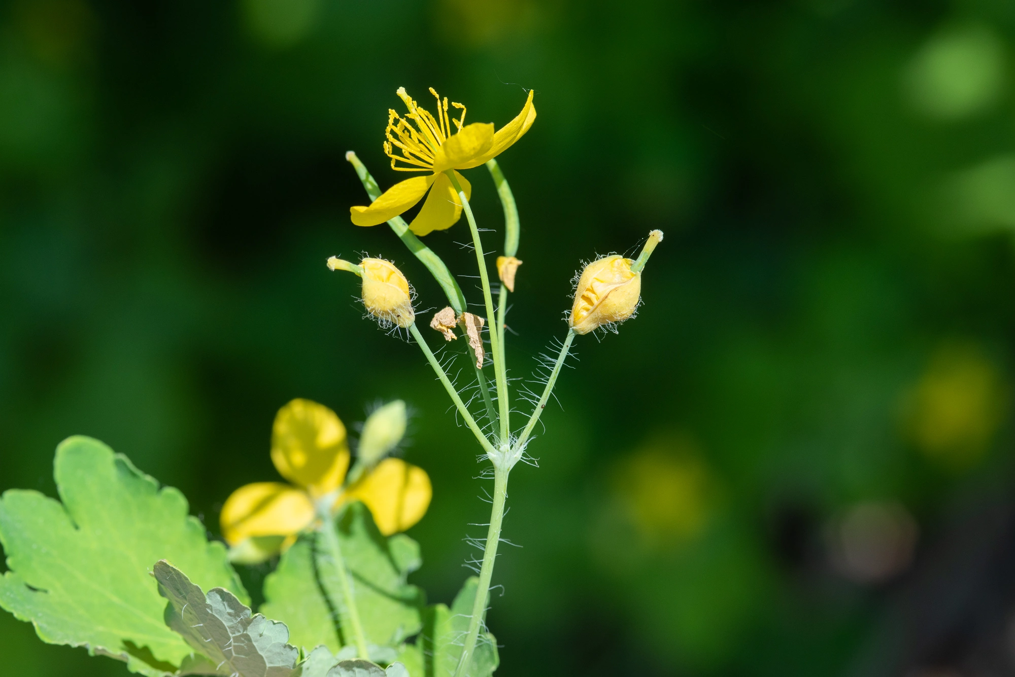 Gallmygg: Jaapiella chelidonii.