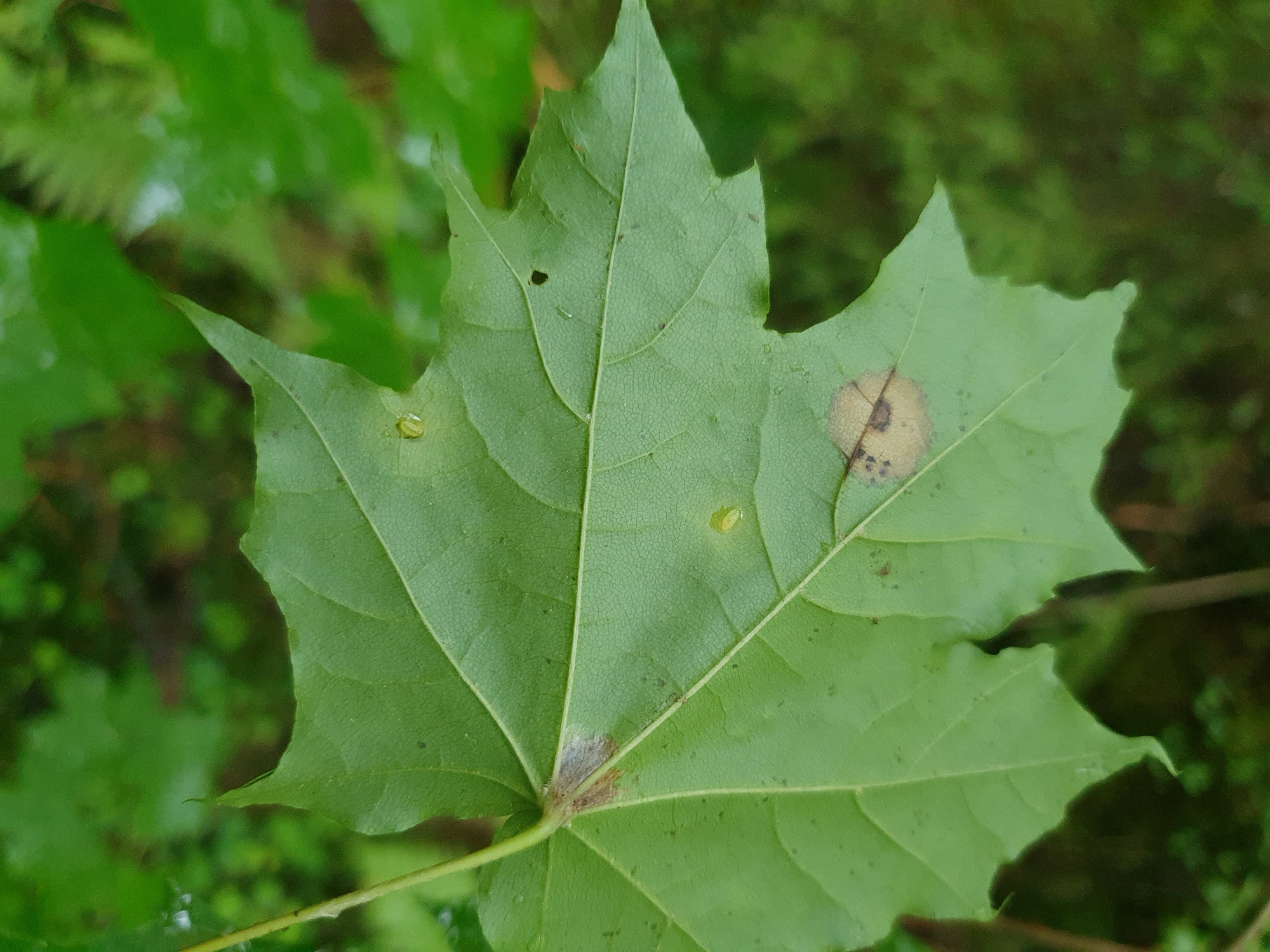 Gallmygg: Drisina glutinosa.