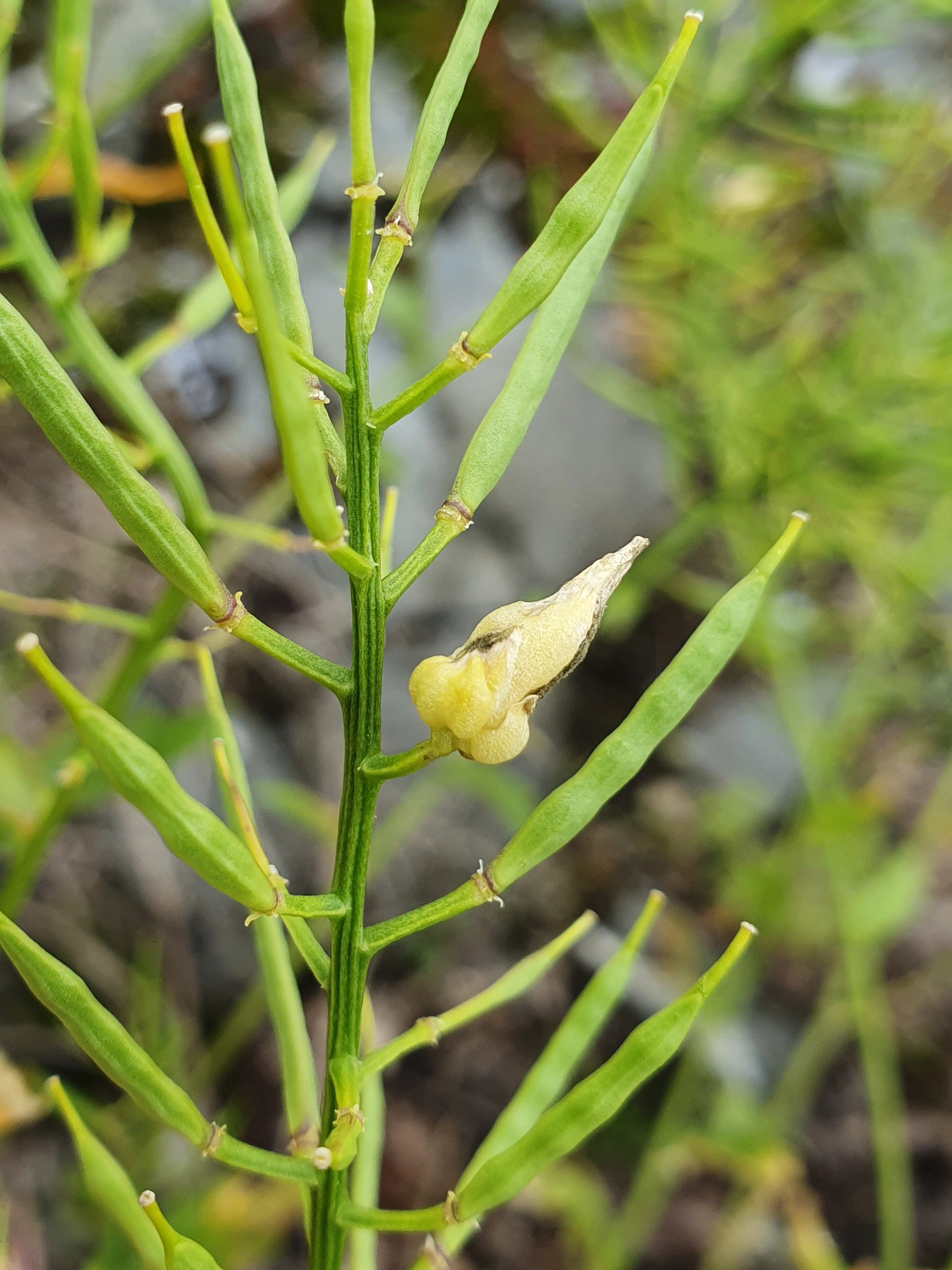 Gallmygg: Dasineura sisymbrii.