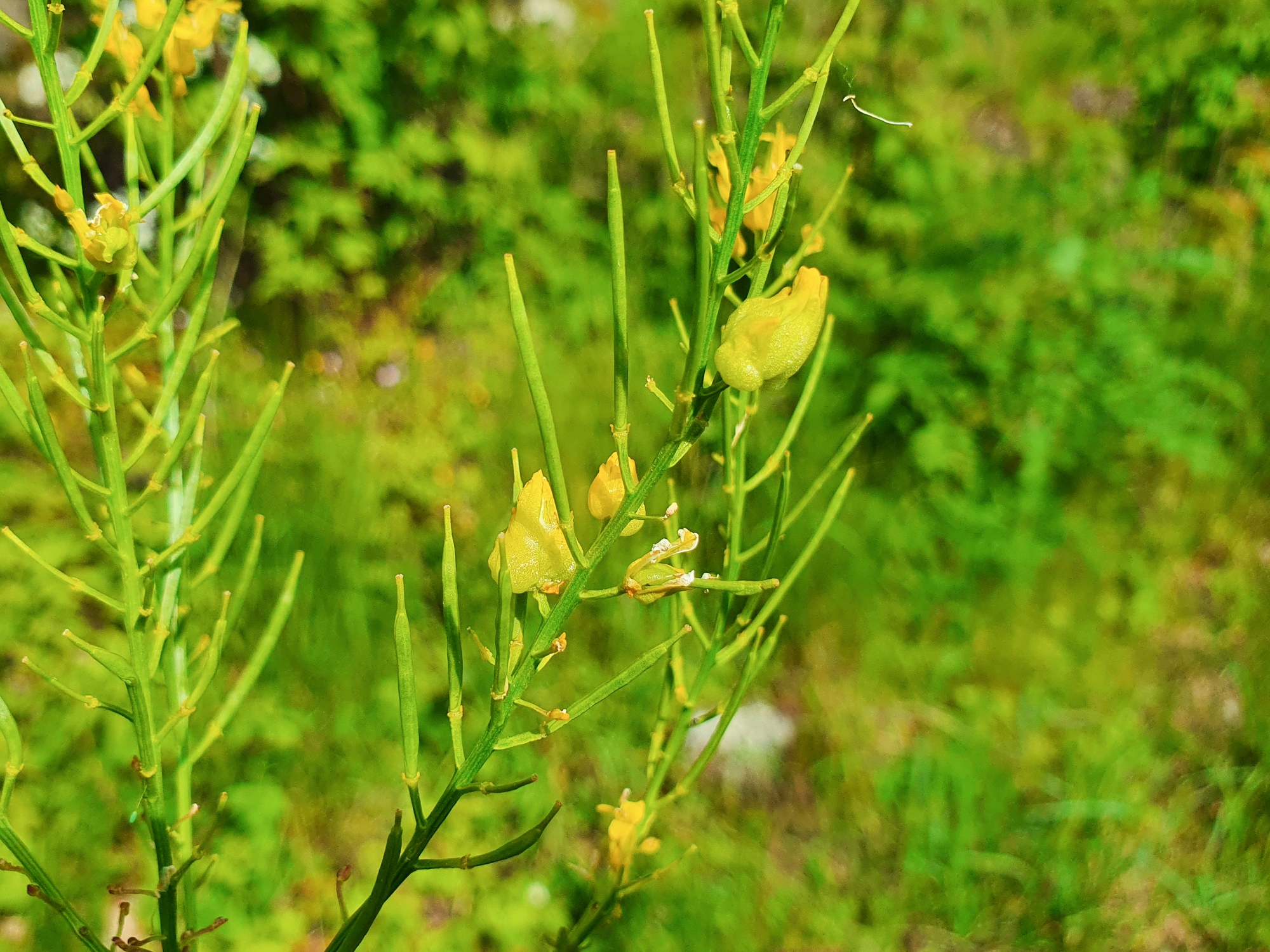 Gallmygg: Dasineura sisymbrii.