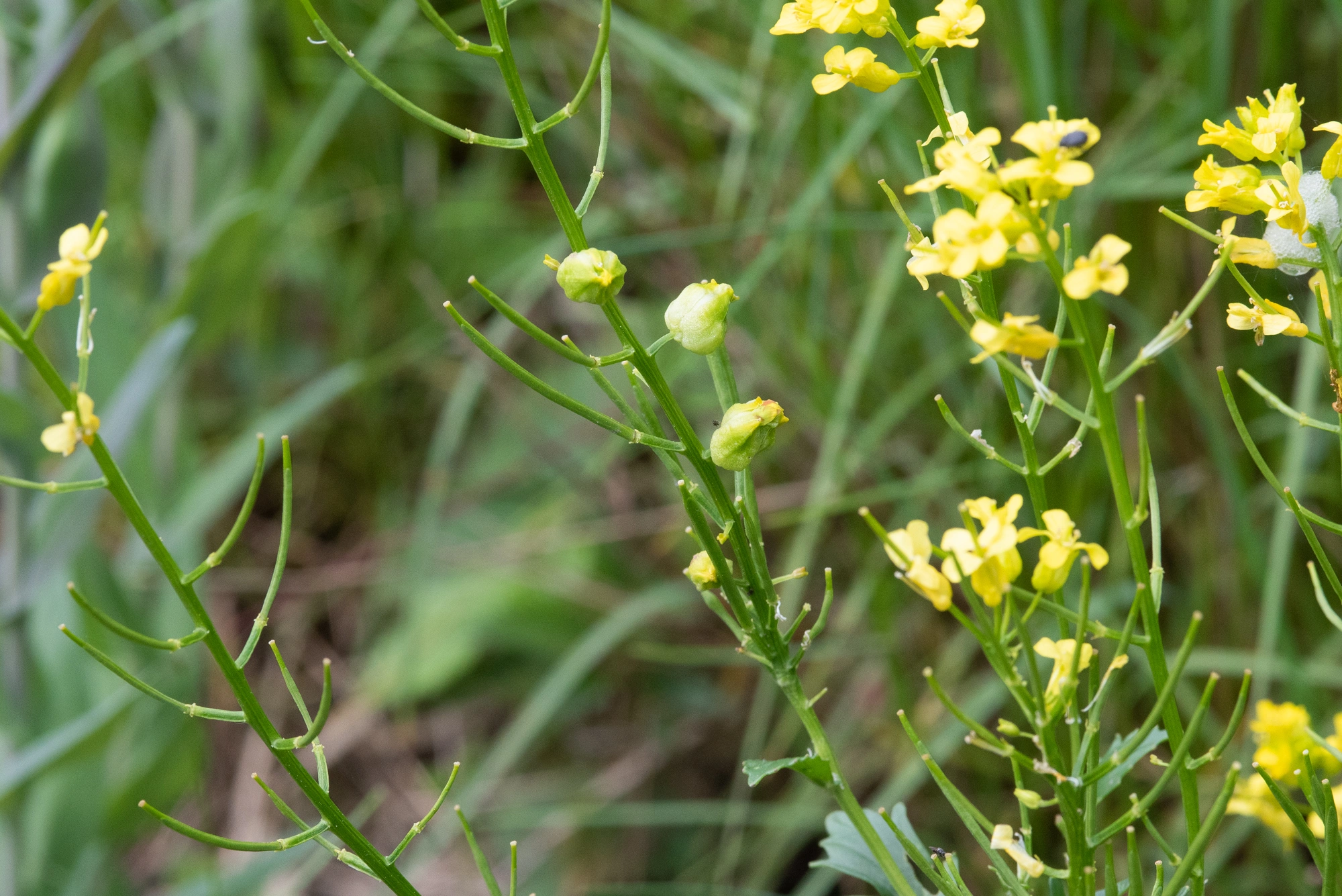 Tovinger: Dasineura sisymbrii.