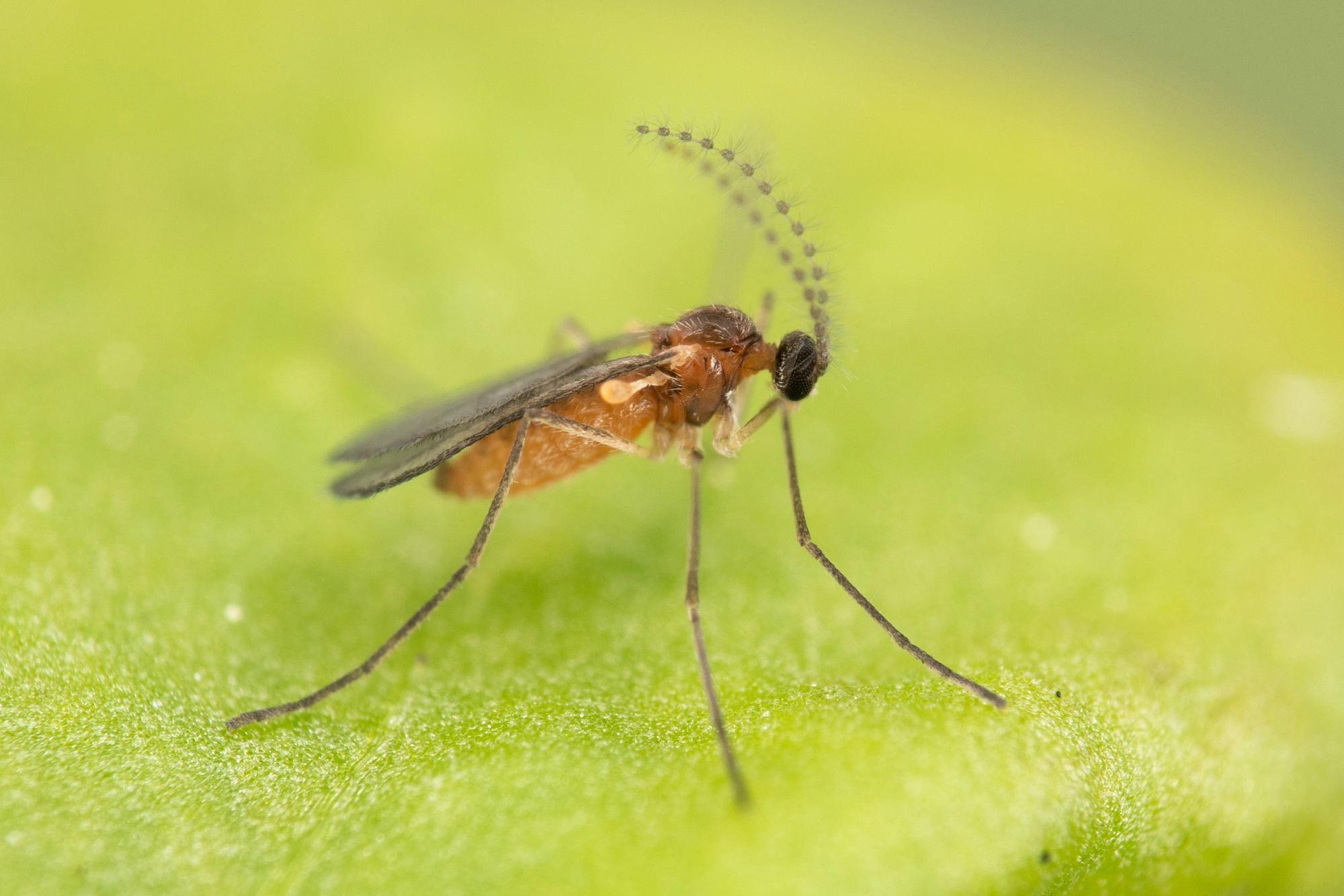 Tovinger: Dasineura sisymbrii.