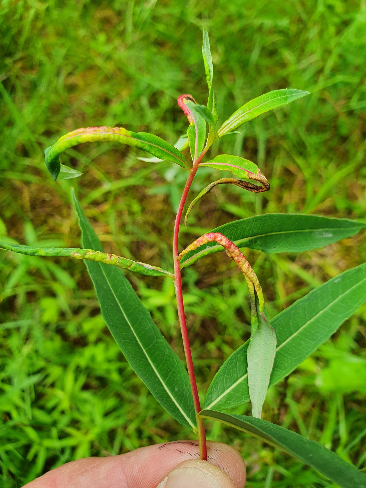 Gallmygg: Dasineura kiefferiana.