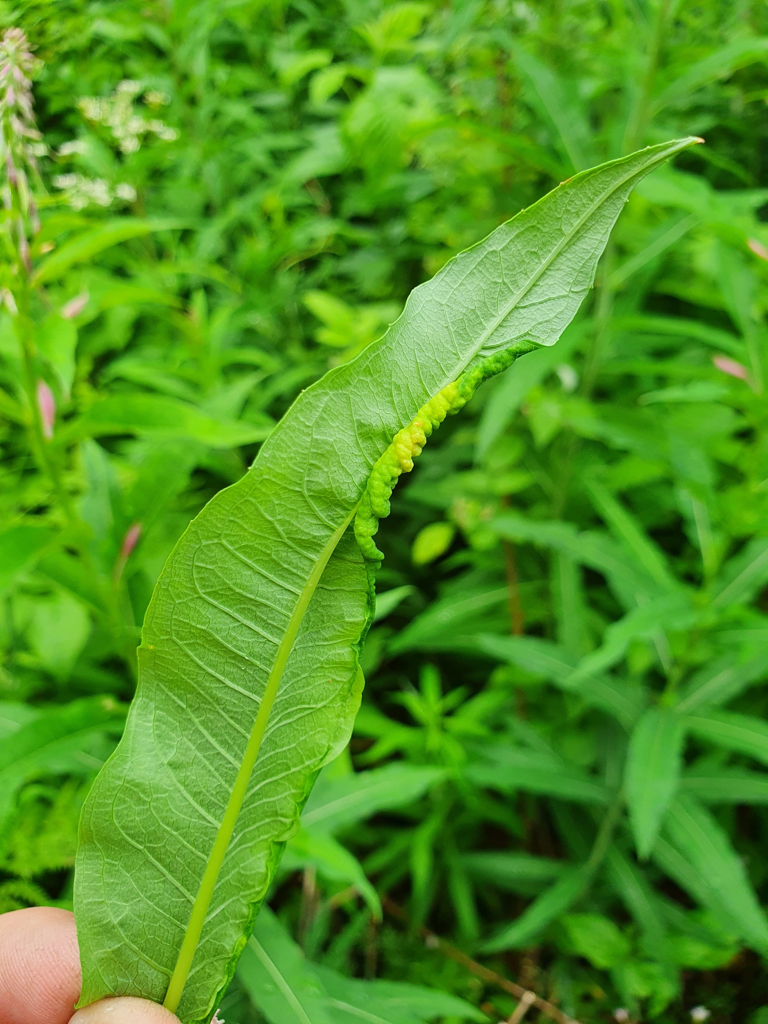 Gallmygg: Dasineura kiefferiana.