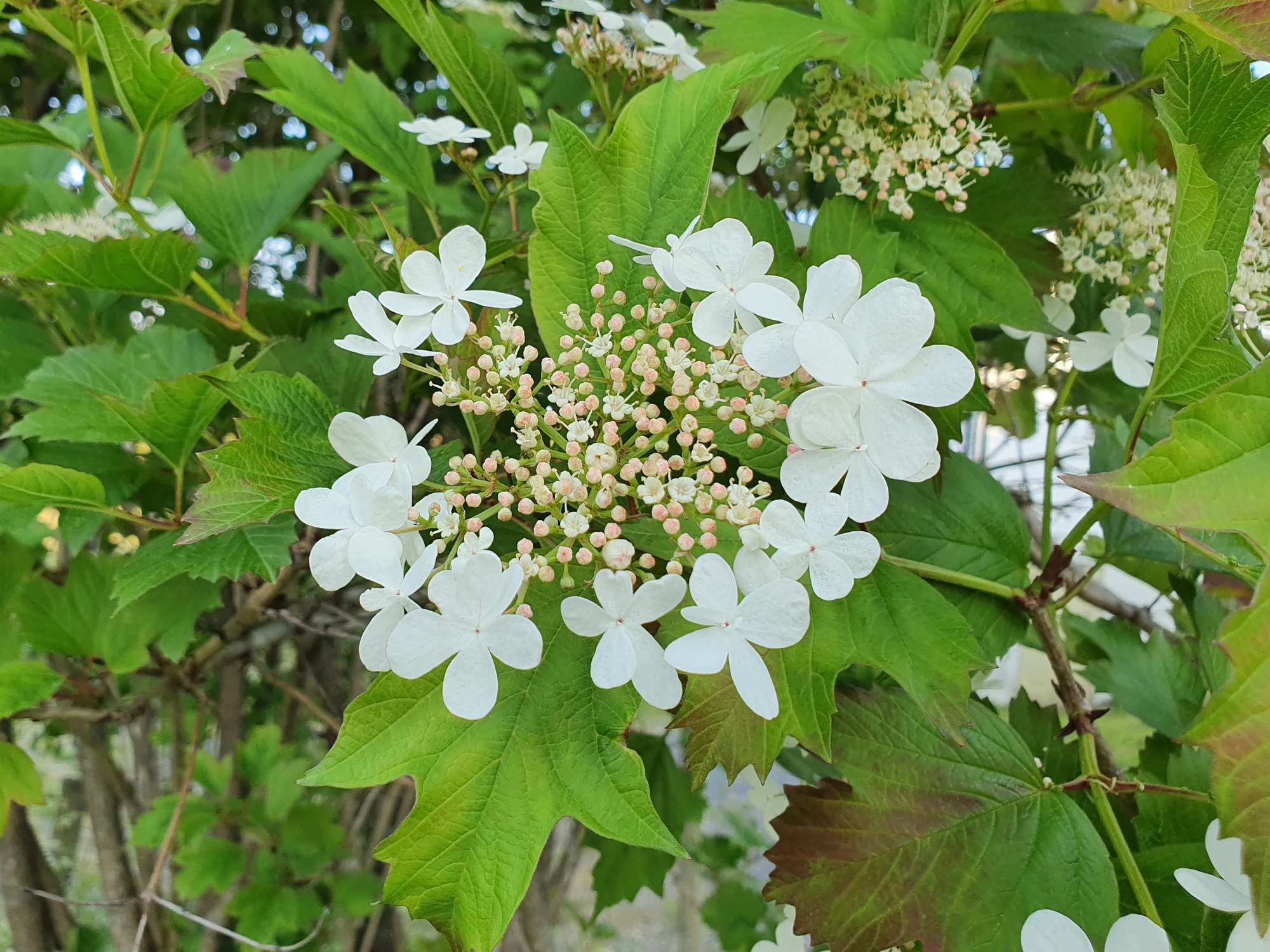 Gallmygg: Contarinia viburnorum.