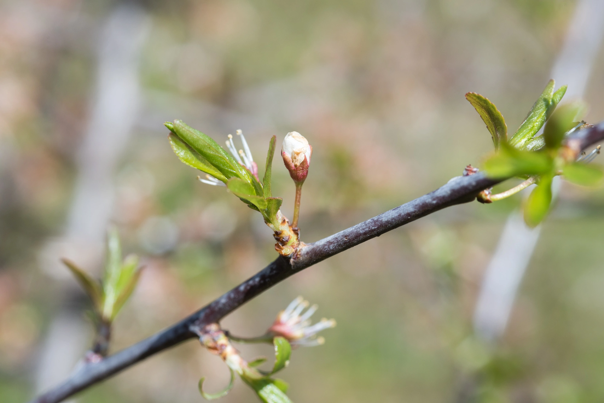 Rødalger: Contarinia pruniflorum.