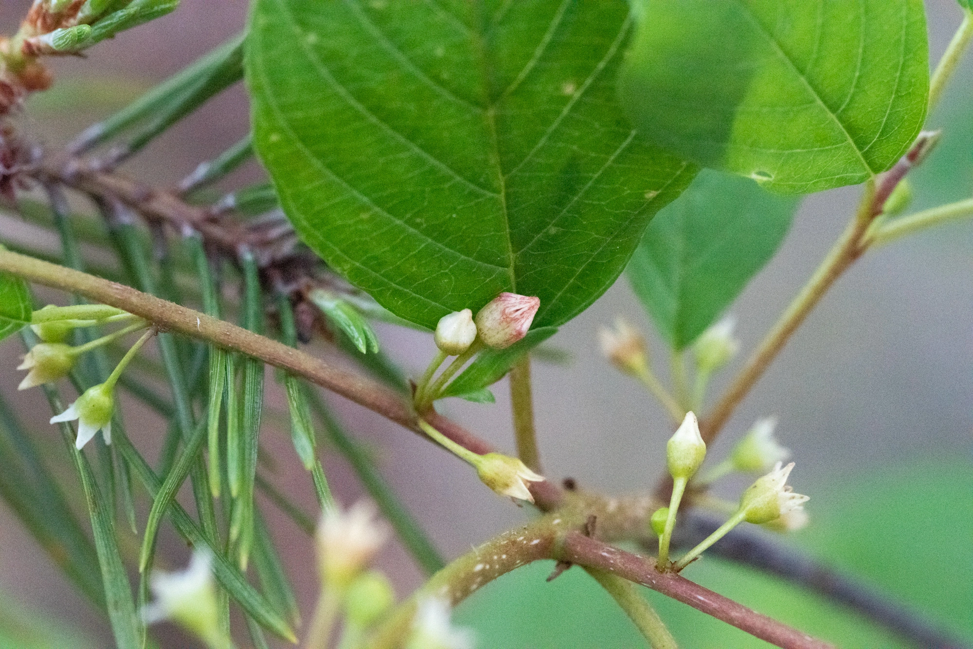 Tovinger: Contarinia rhamni.