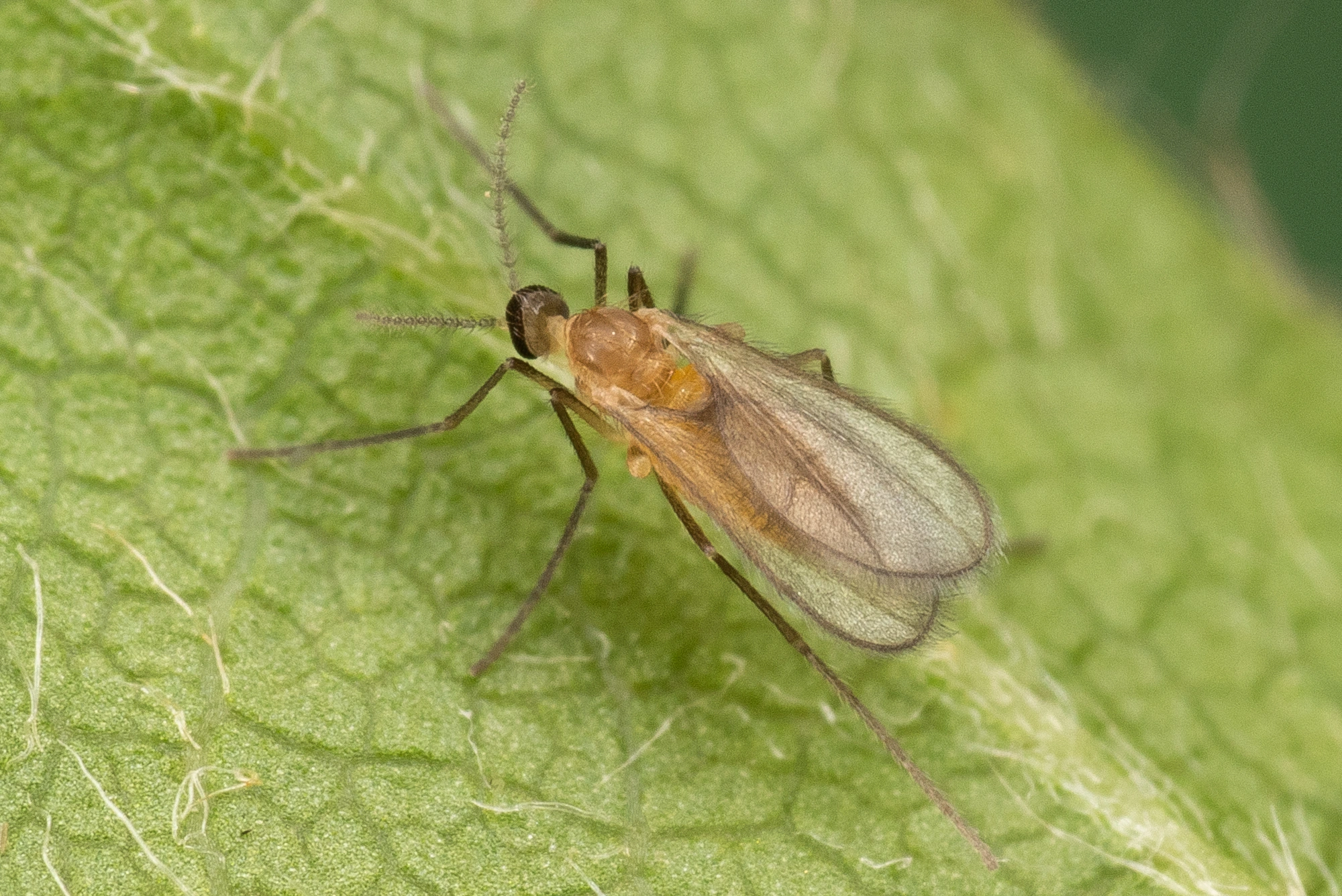 Tovinger: Contarinia fagi.