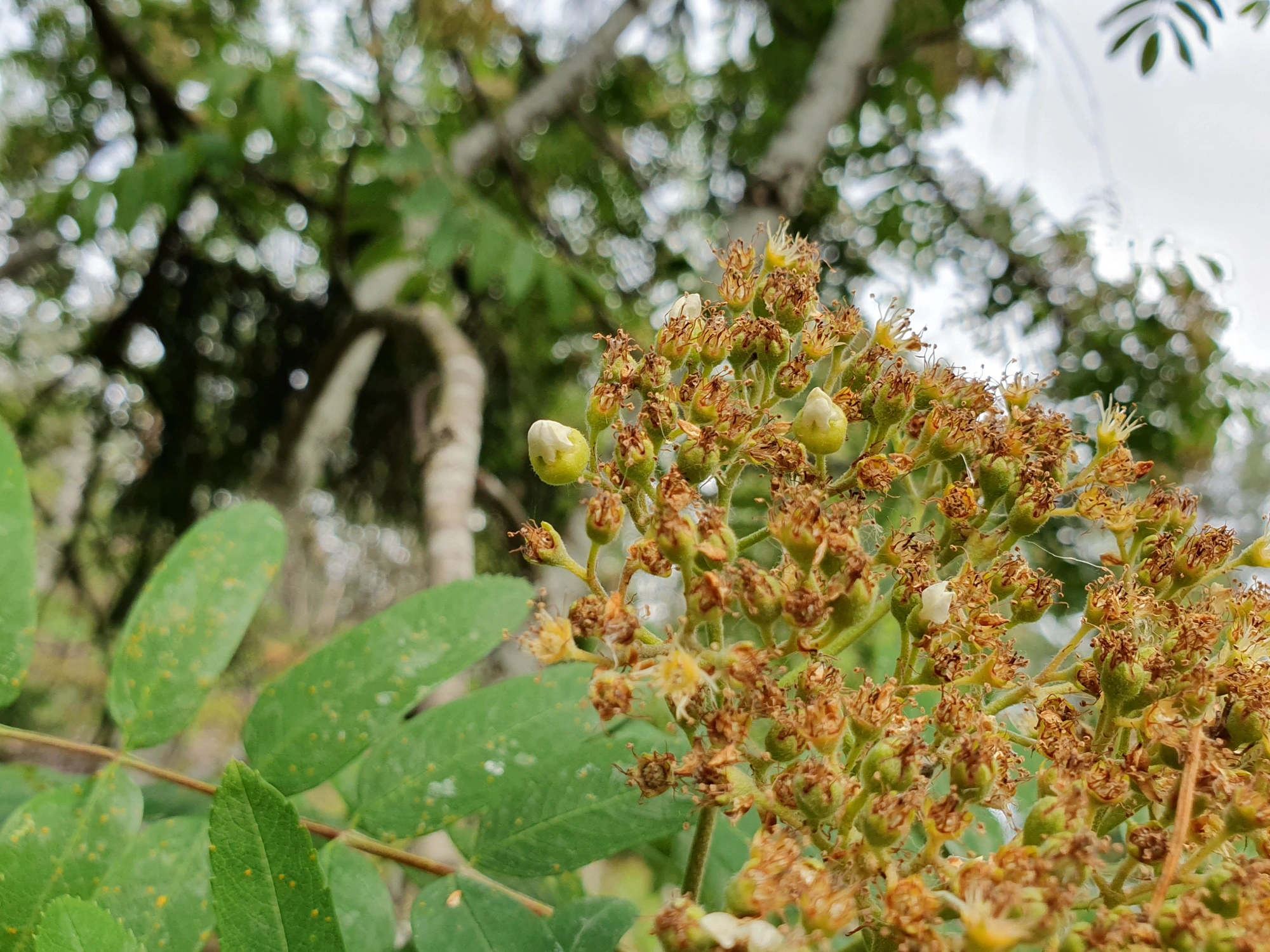 Tovinger: Contarinia floriperda.