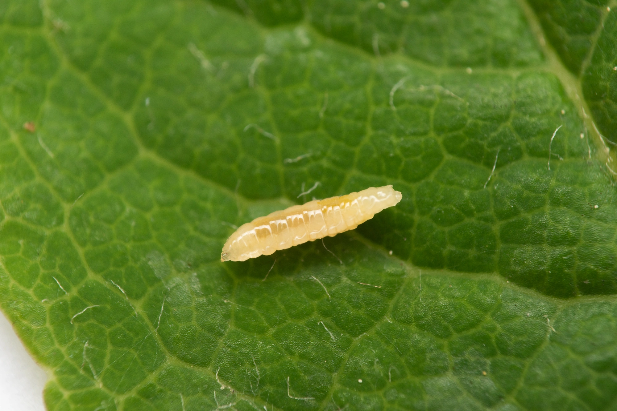 Gallmygg: Contarinia floriperda.