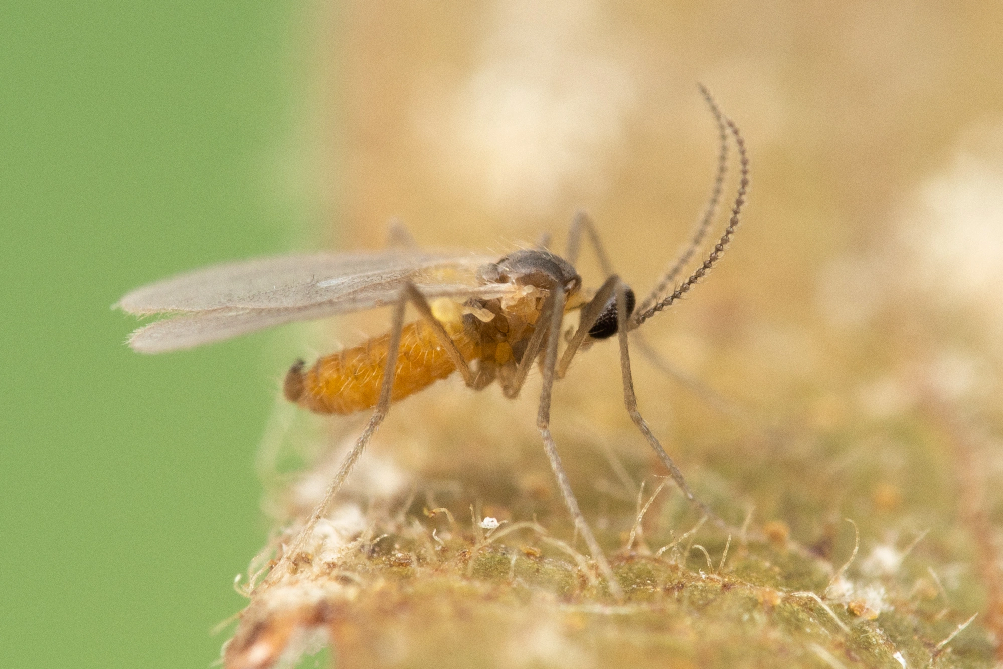 Rødalger: Contarinia betulicola.