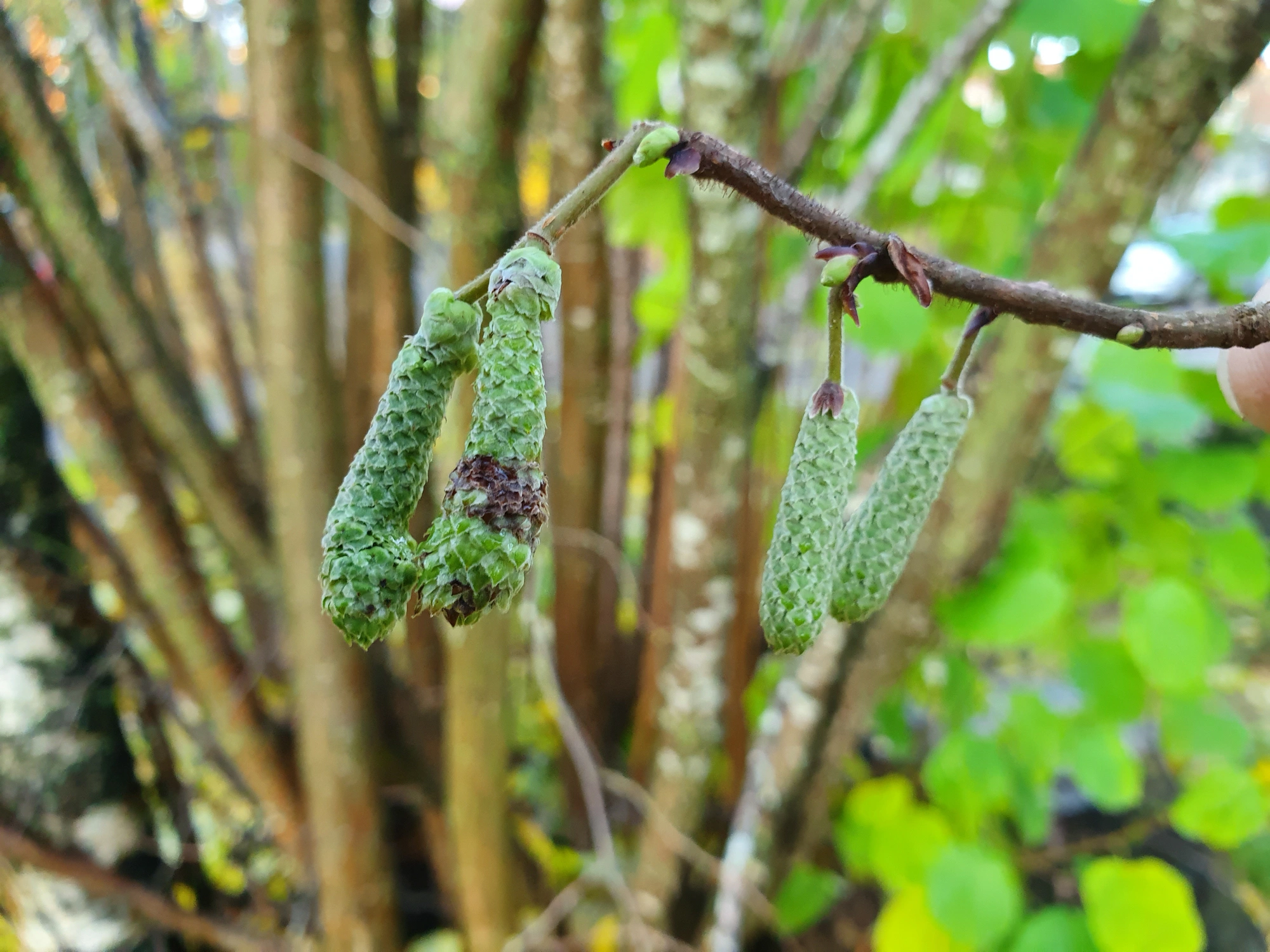 Gallmygg: Contarinia coryli.