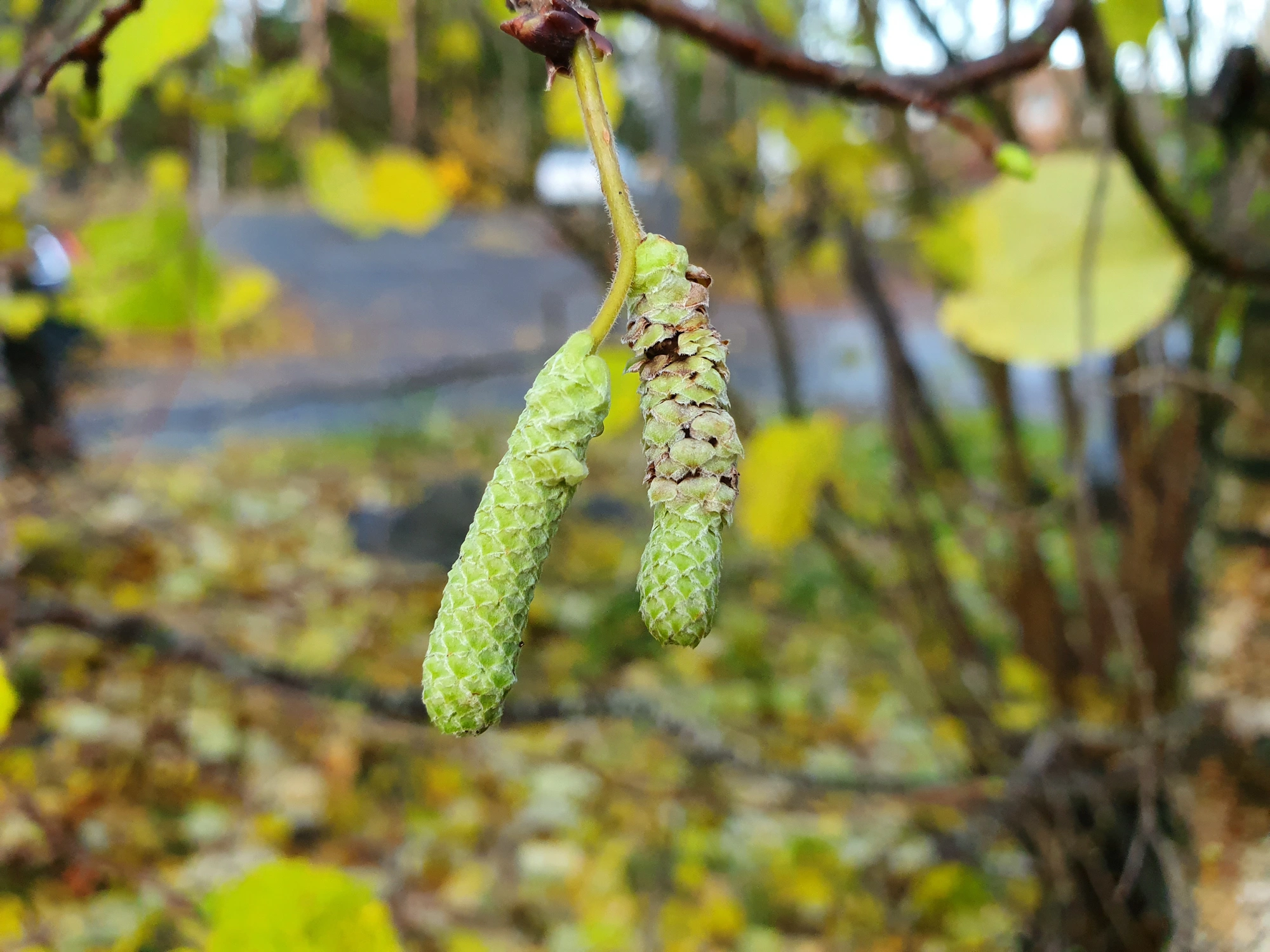 Gallmygg: Contarinia coryli.