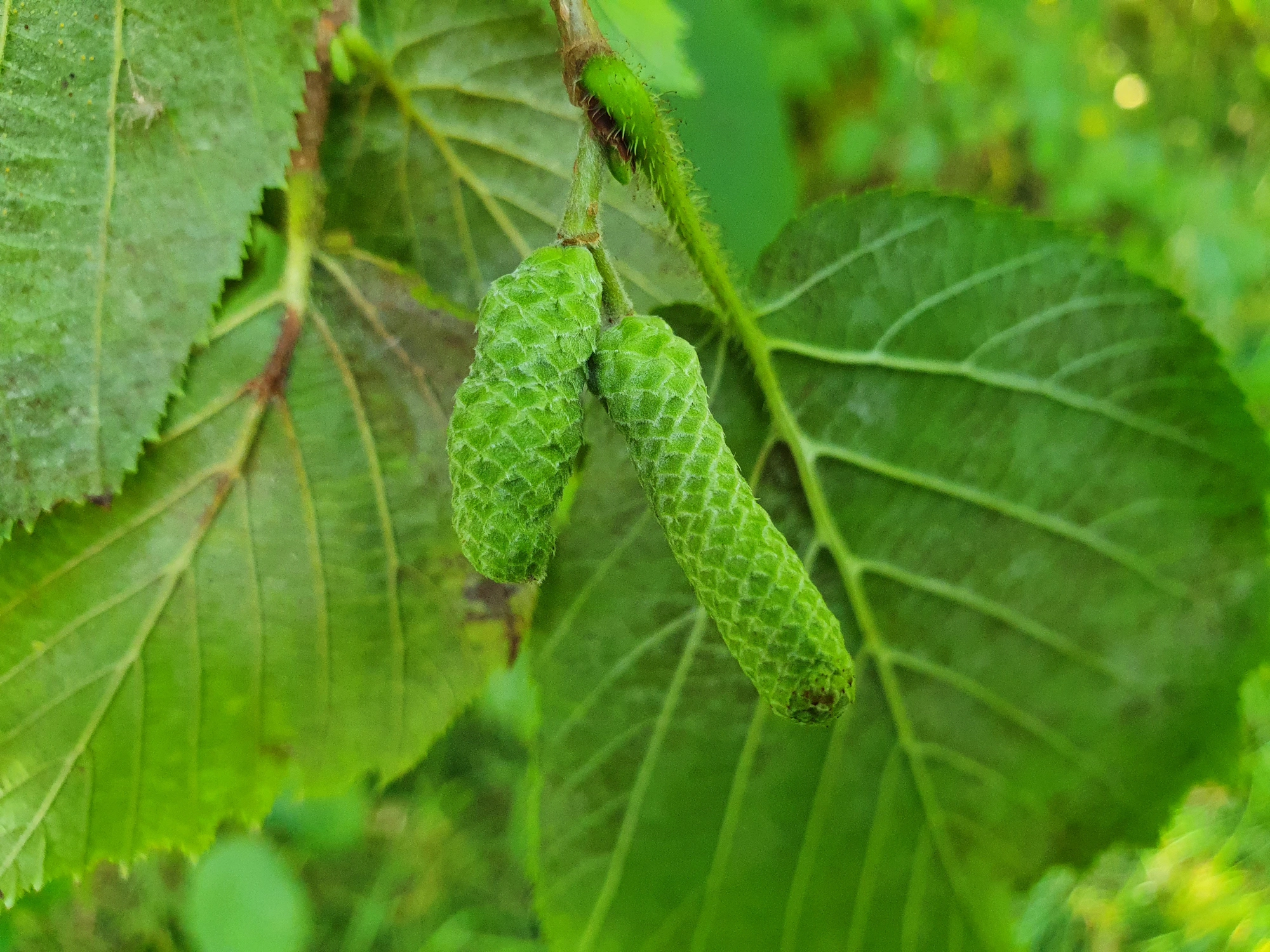 Gallmygg: Contarinia coryli.