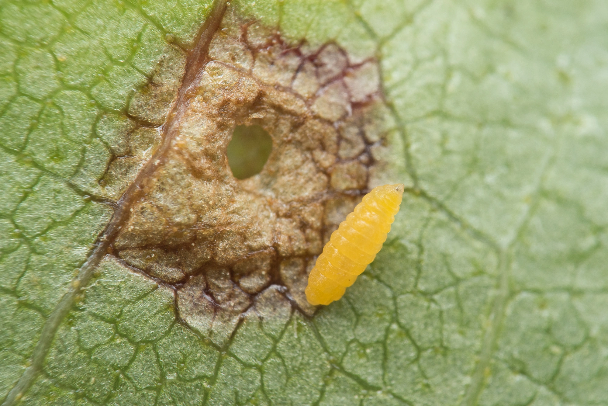 Gallmygg: Anisostephus betulinus.