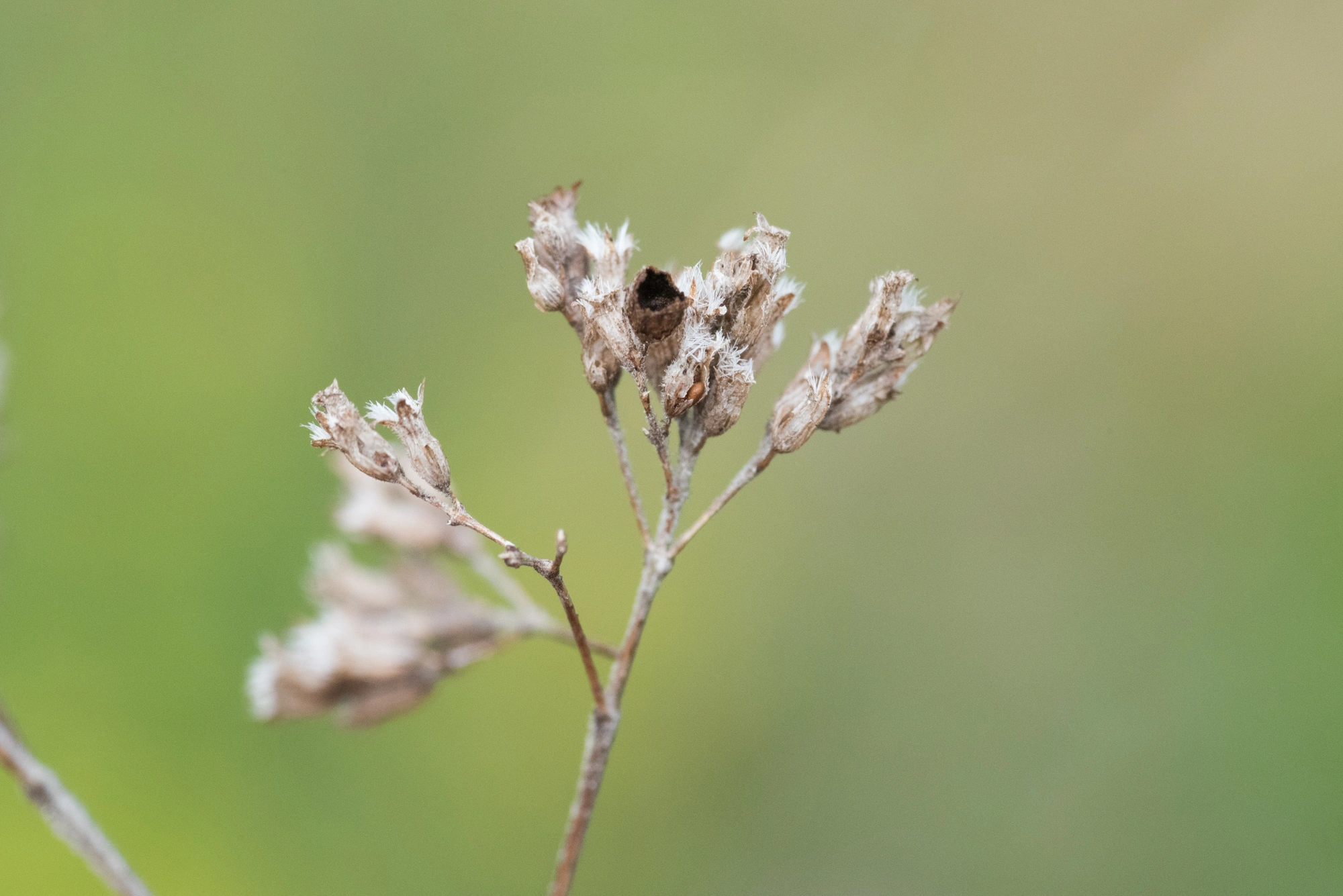 Gallmygg: Asphondylia hornigi.