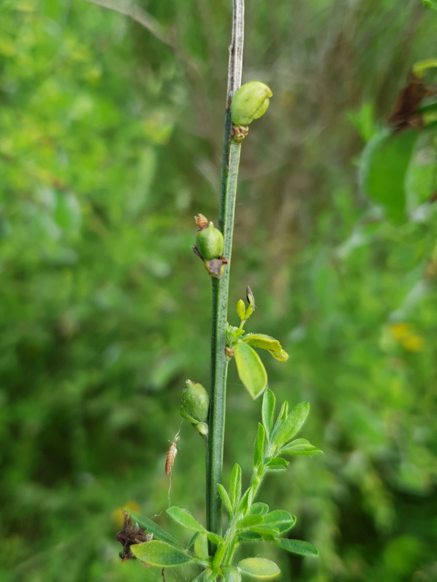 Gallmygg: Asphondylia sarothamni.