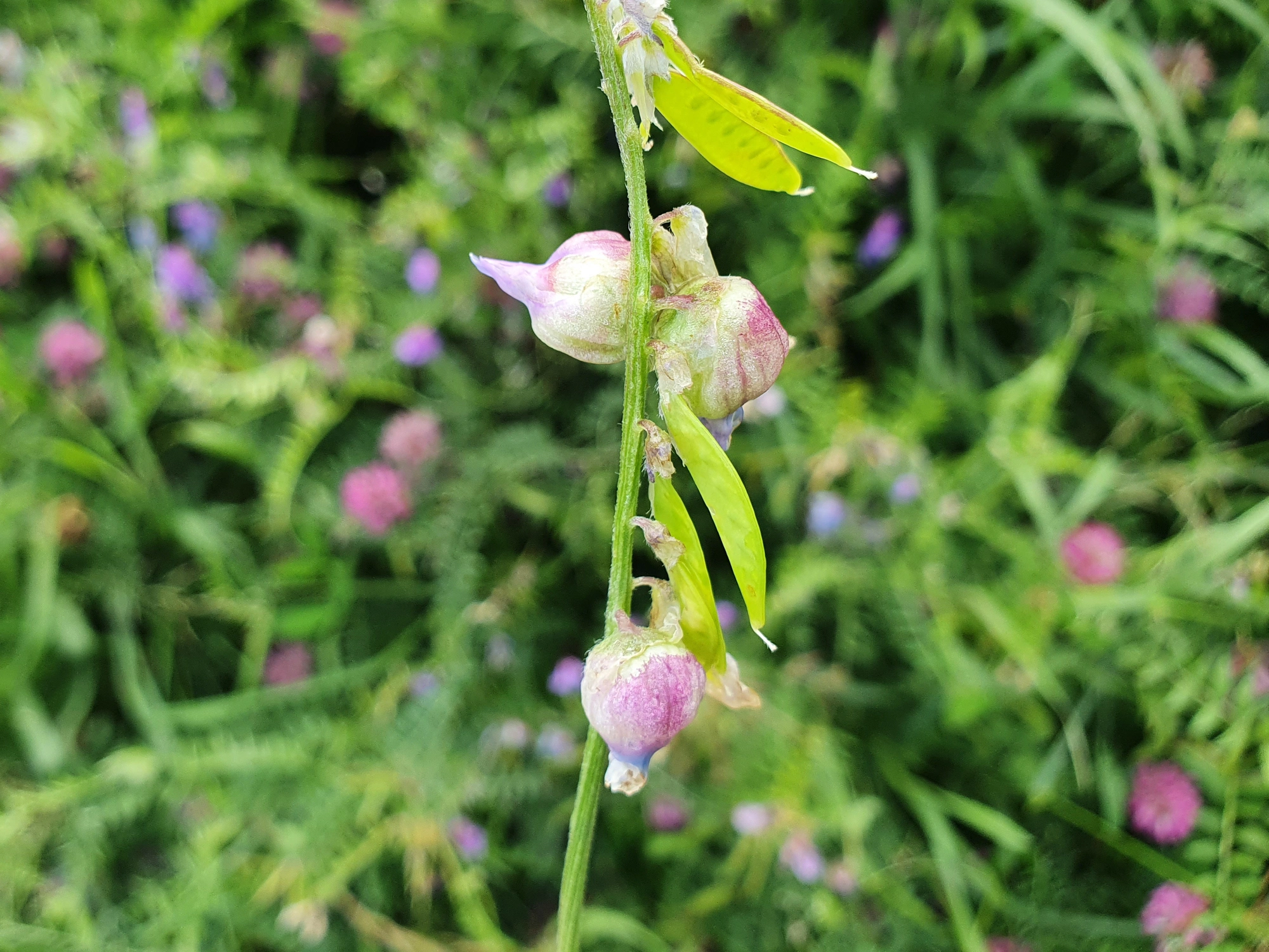 Gallmygg: Contarinia craccae.