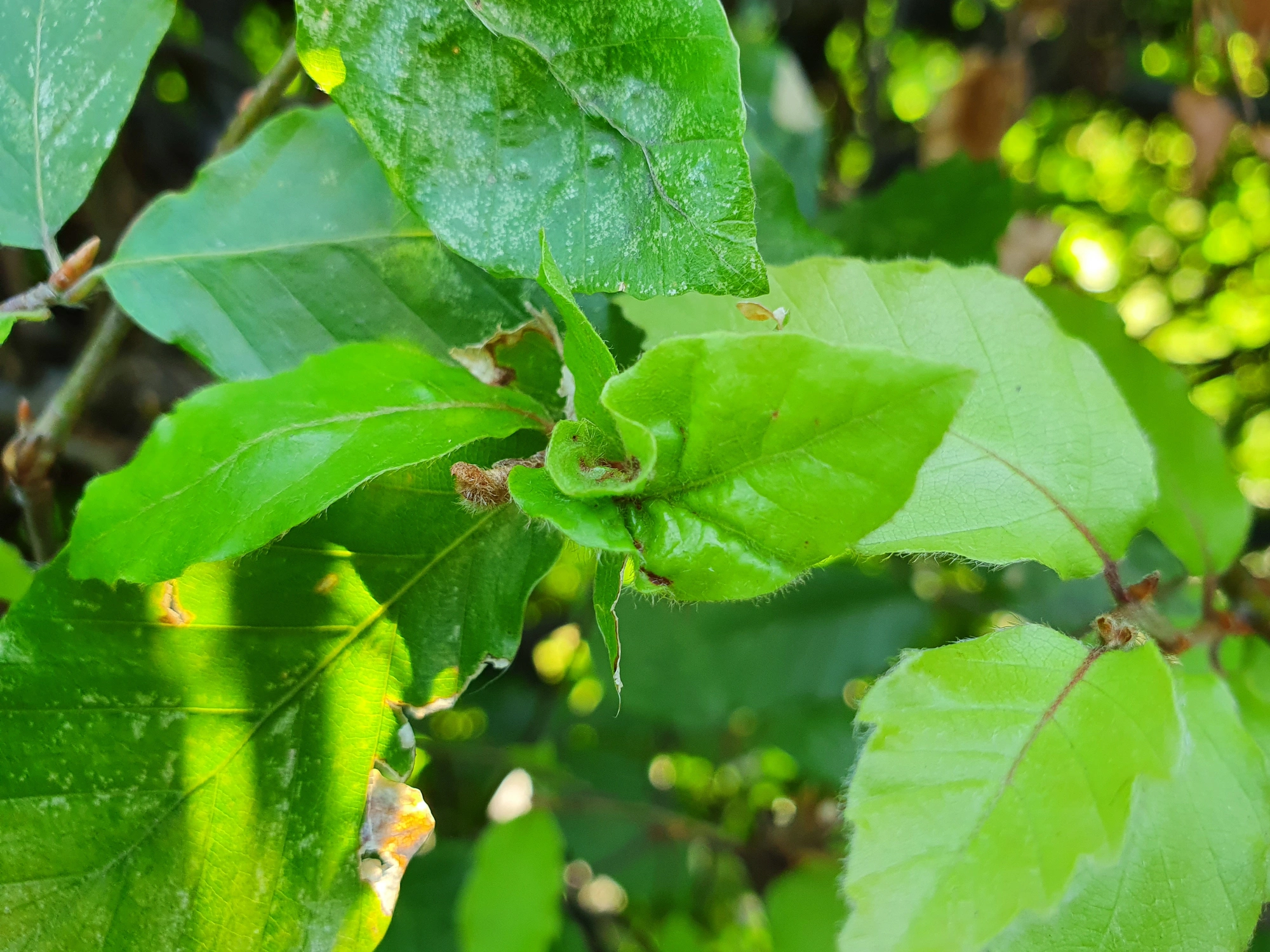 Tovinger: Contarinia fagi.