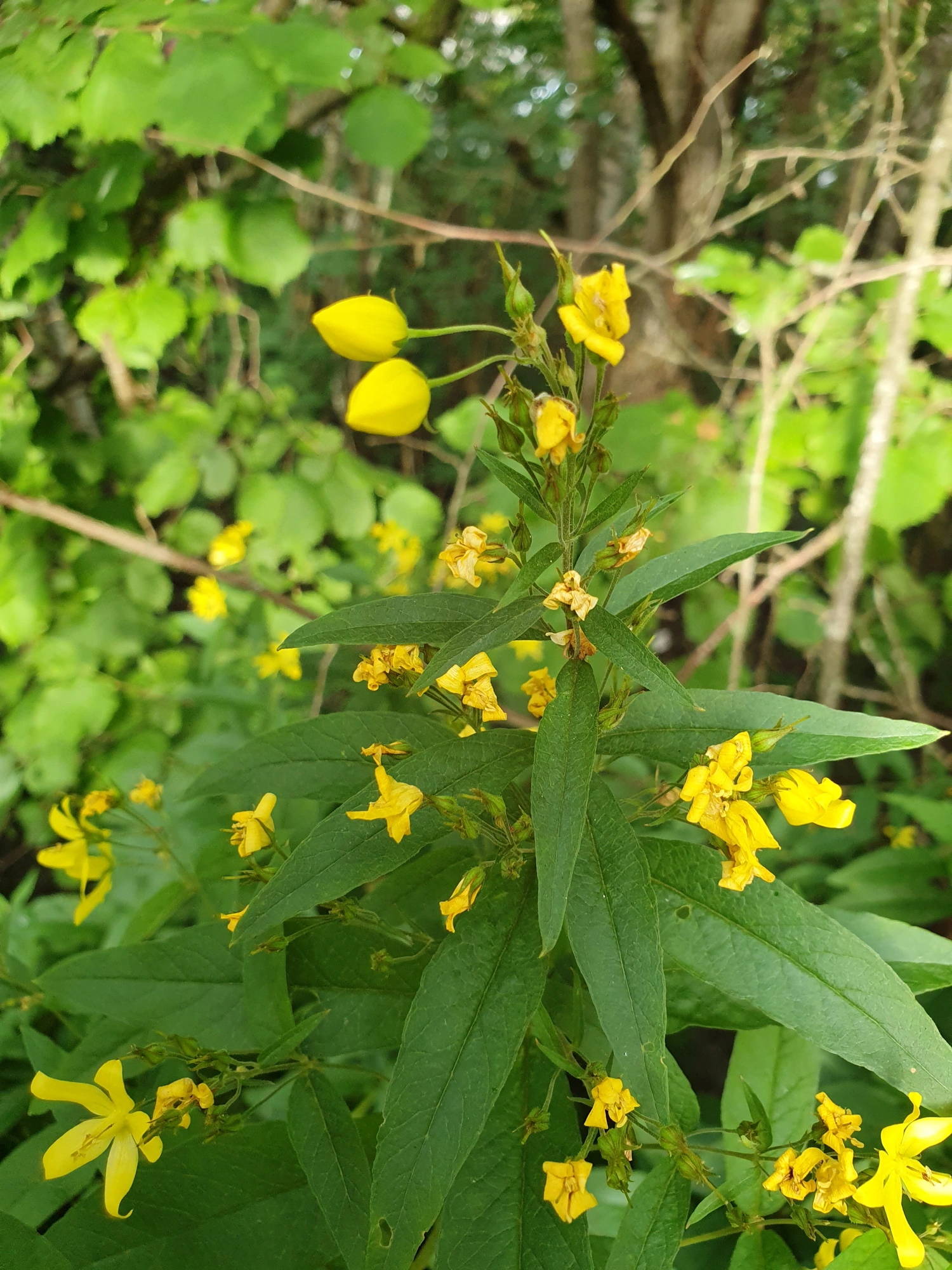 Tovinger: Contarinia lysimachiae.