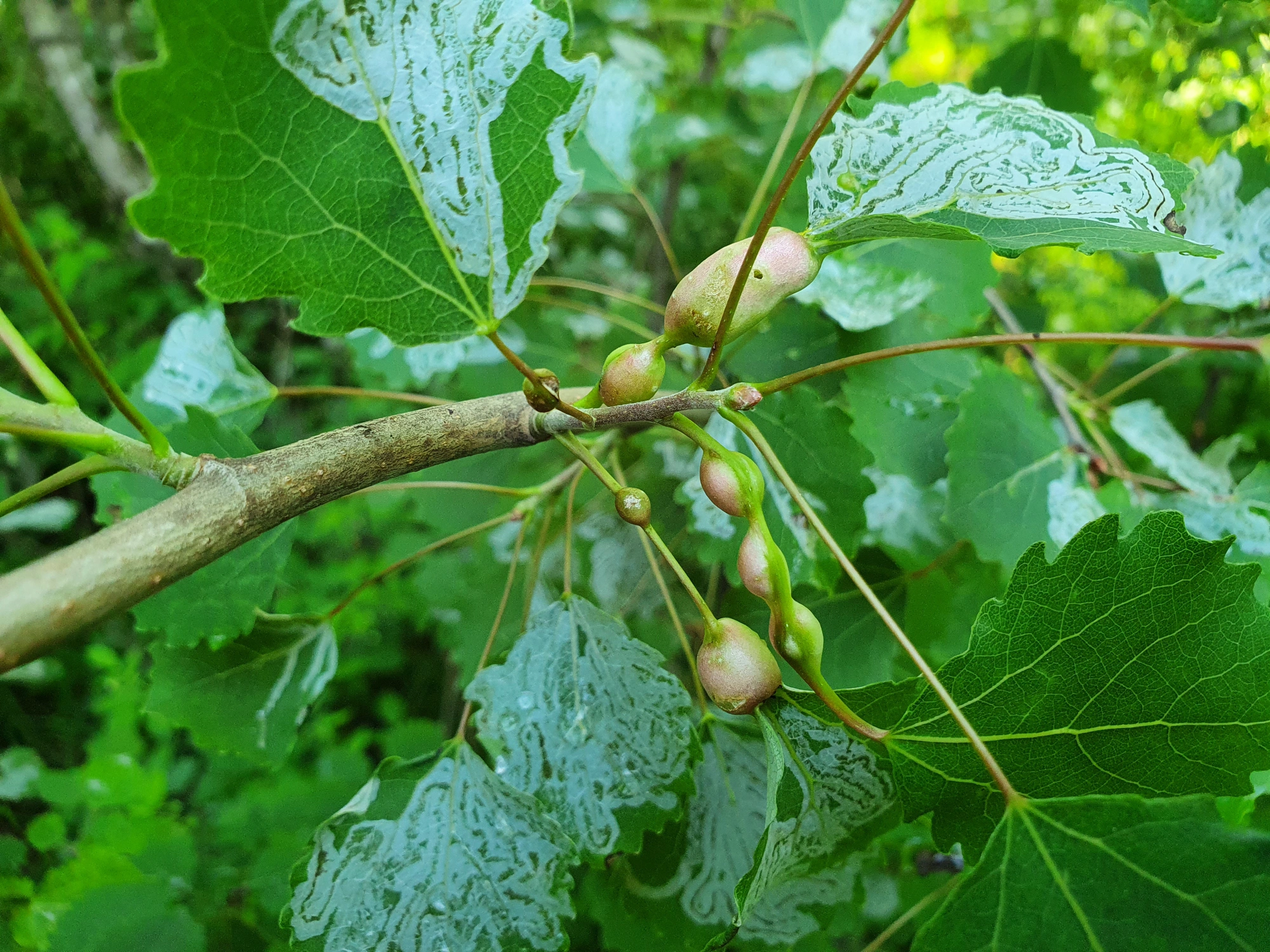 Gallmygg: Contarinia petioli.