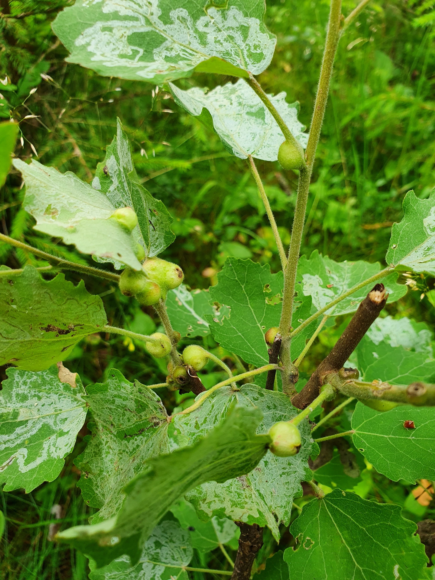 Gallmygg: Contarinia petioli.