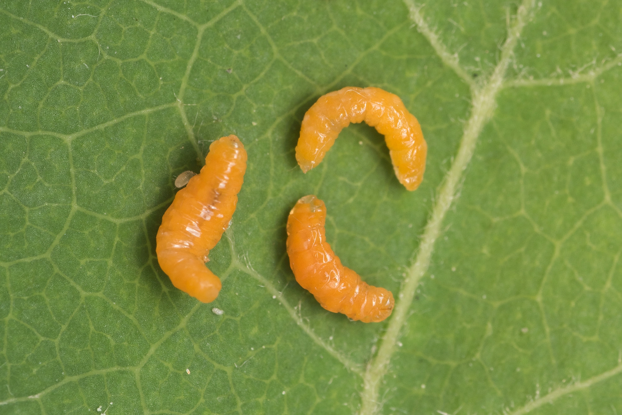 Tovinger: Contarinia petioli.