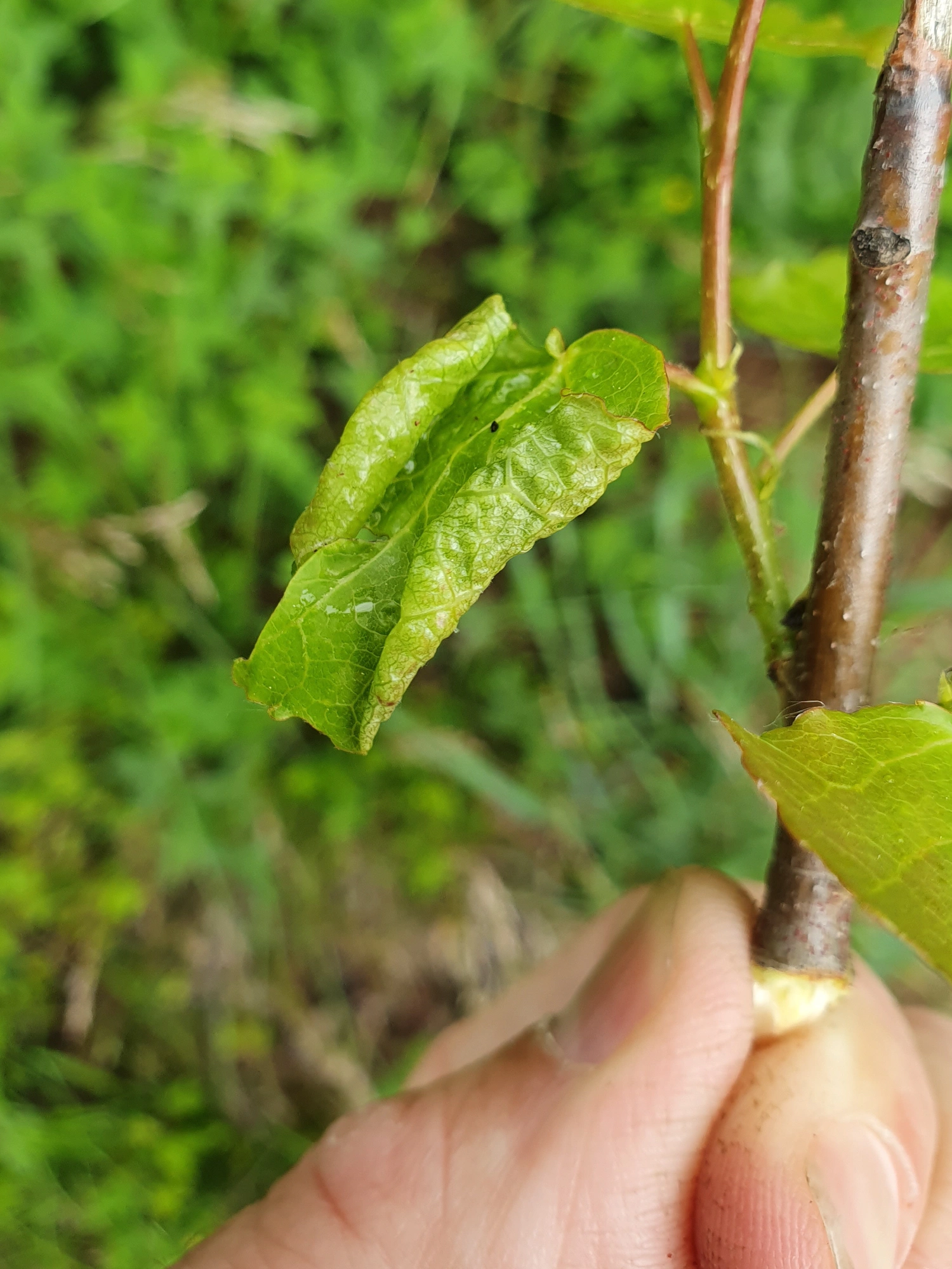 Gallmygg: Contarinia tremulae.