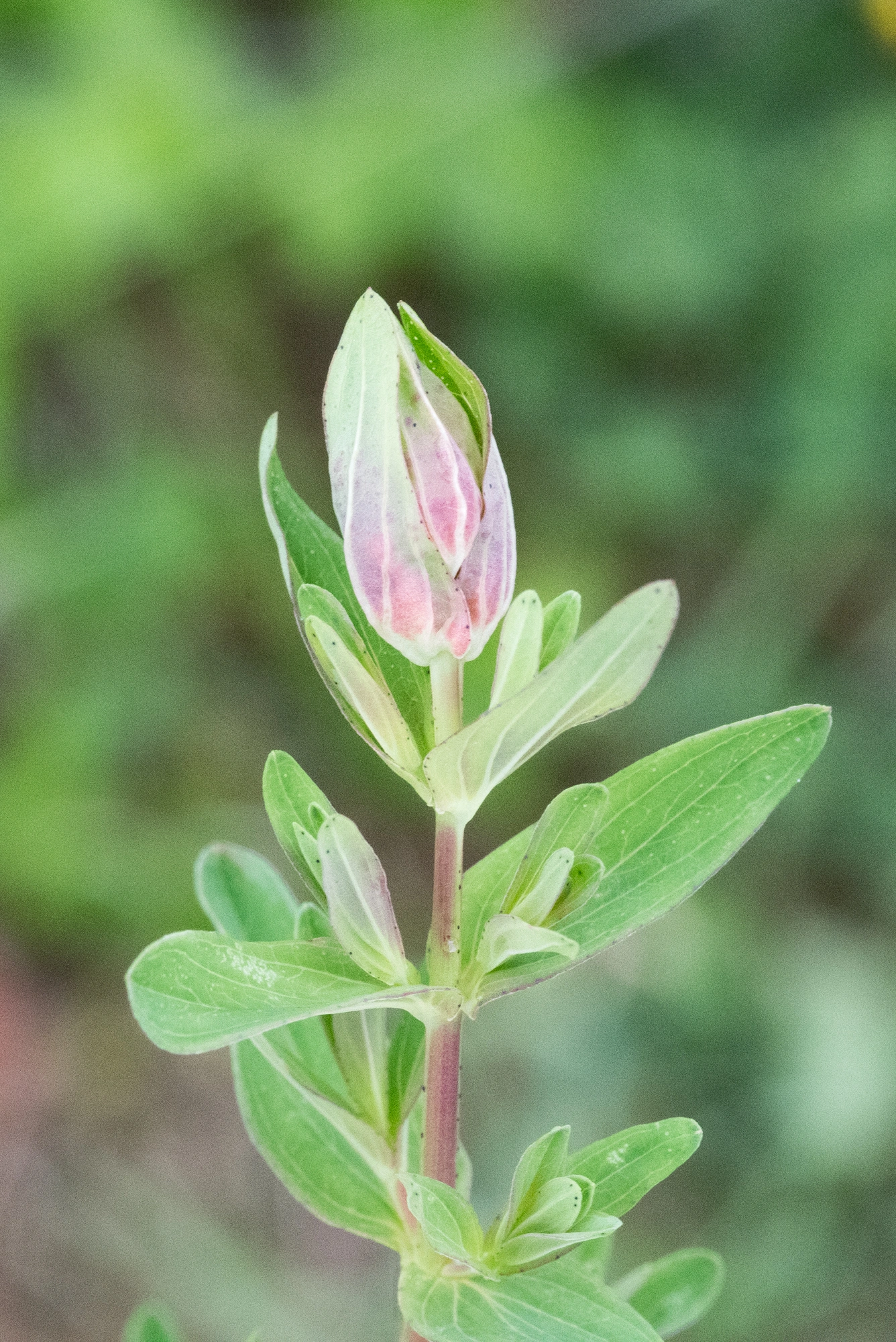 Gallmygg: Dasineura serotina.