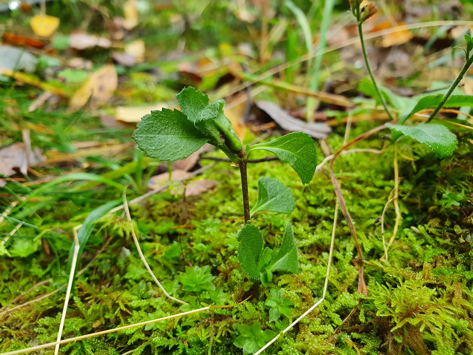 Gallmygg: Dasineura similis.