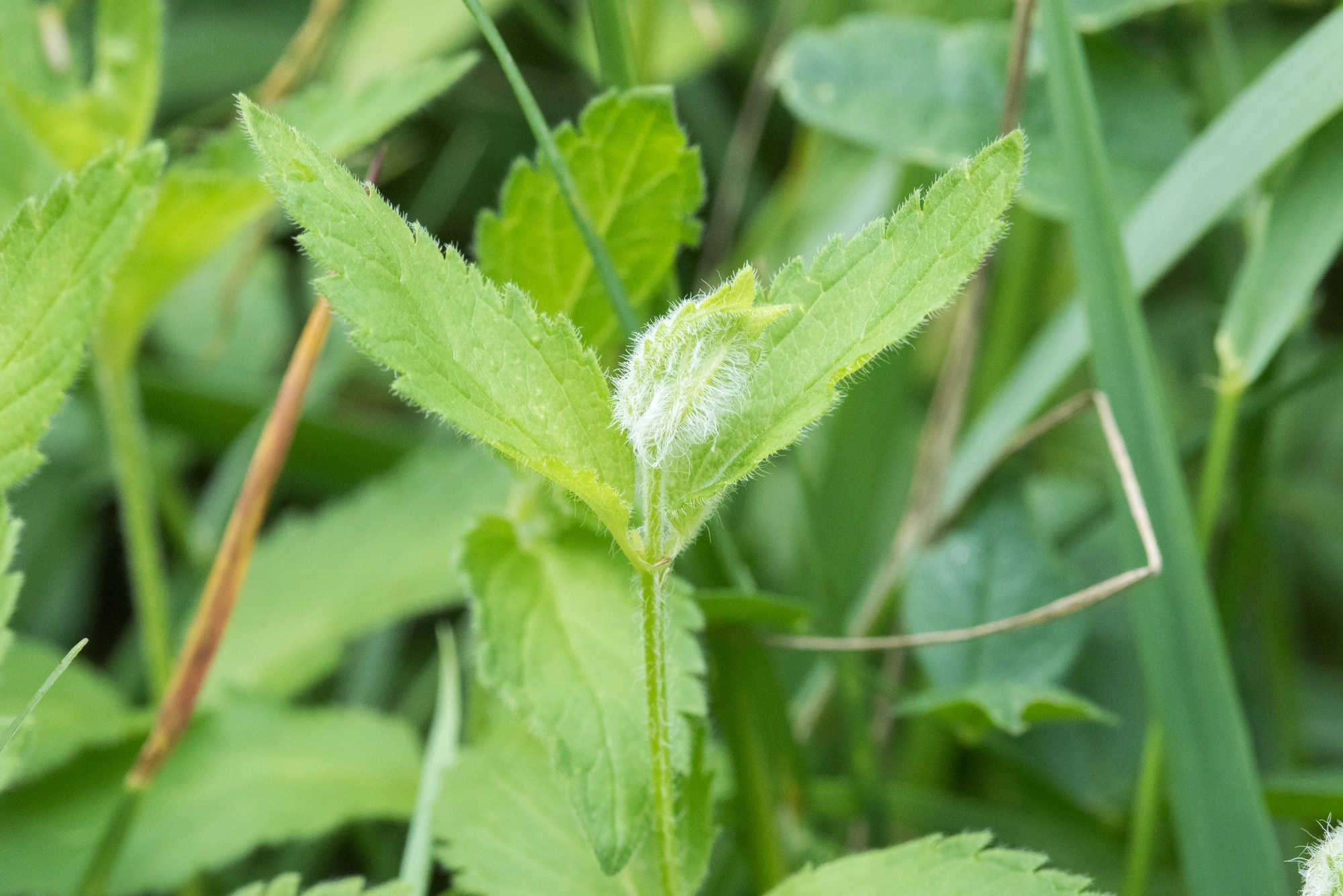 Gallmygg: Jaapiella veronicae.