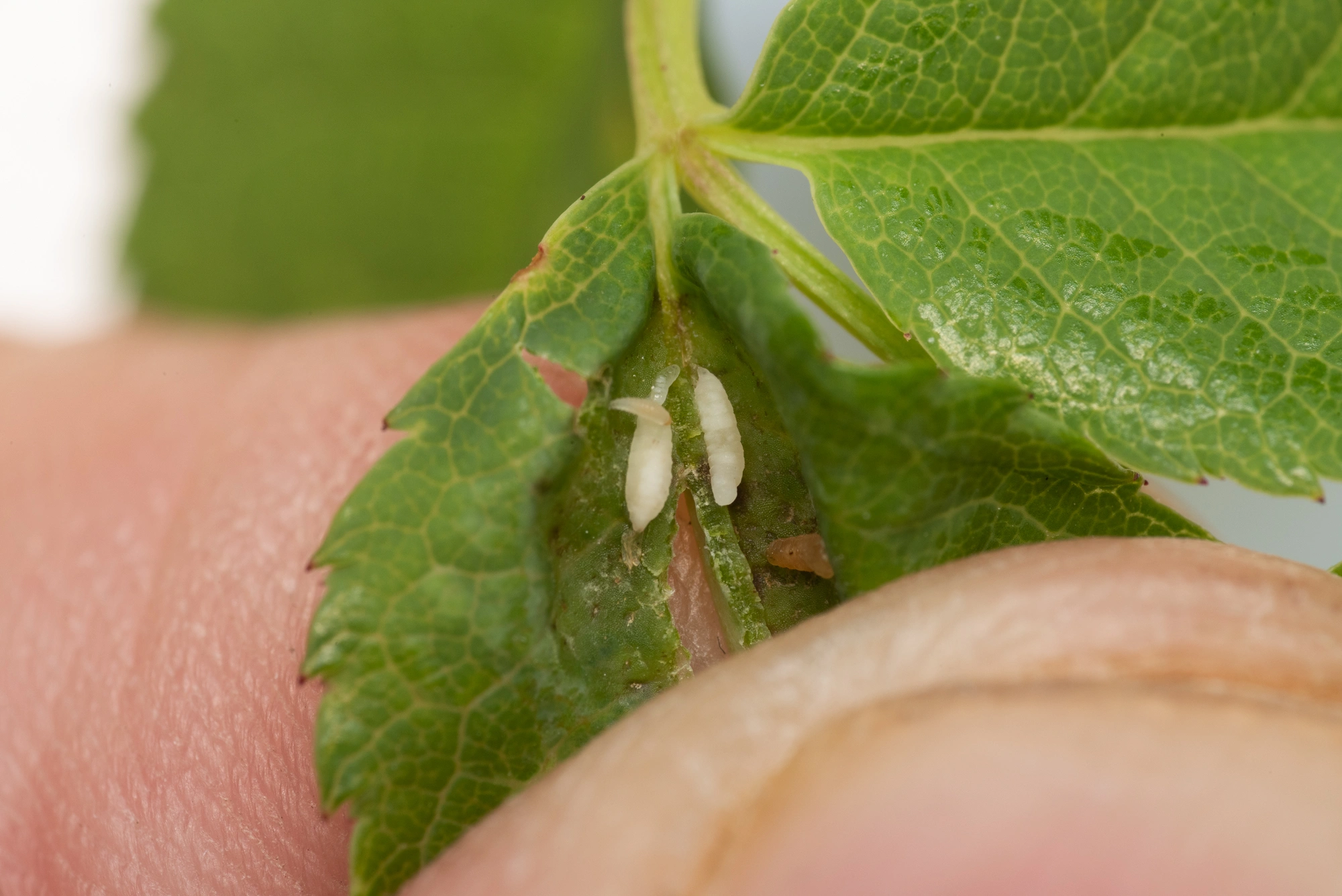 Tovinger: Macrolabis luceti.