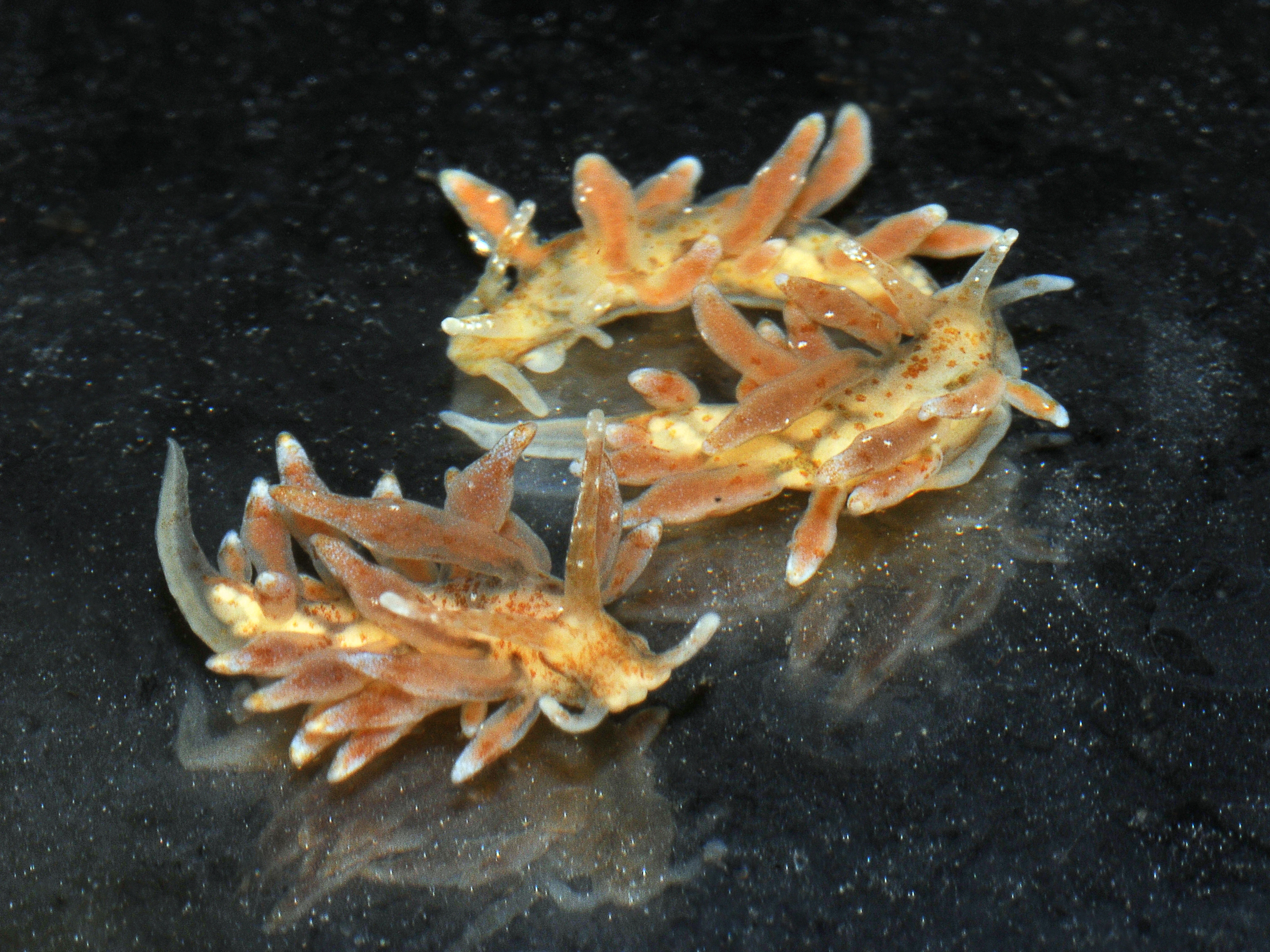 Bløtdyr: Eubranchus rupium.