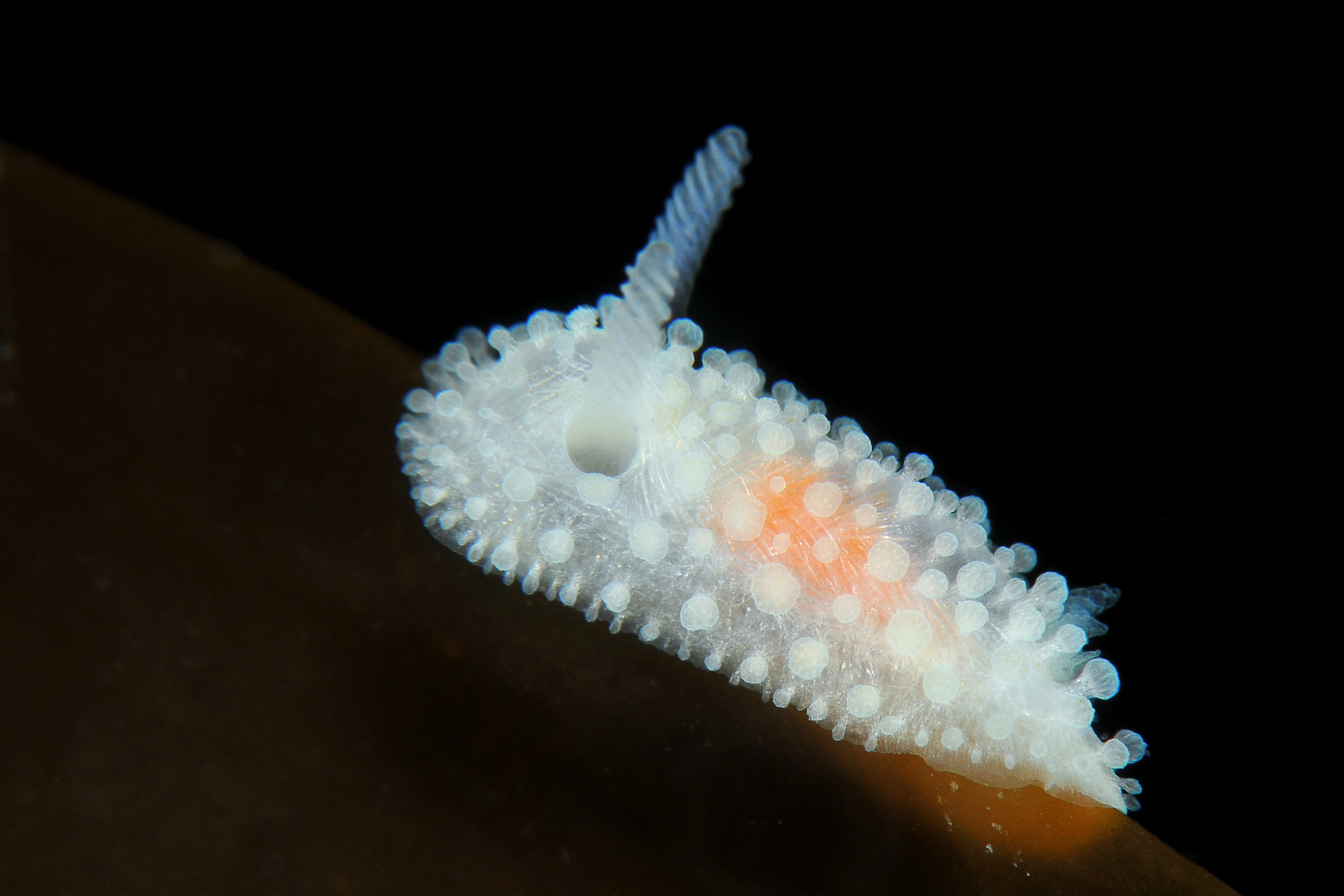 Bløtdyr: Onchidoris muricata.