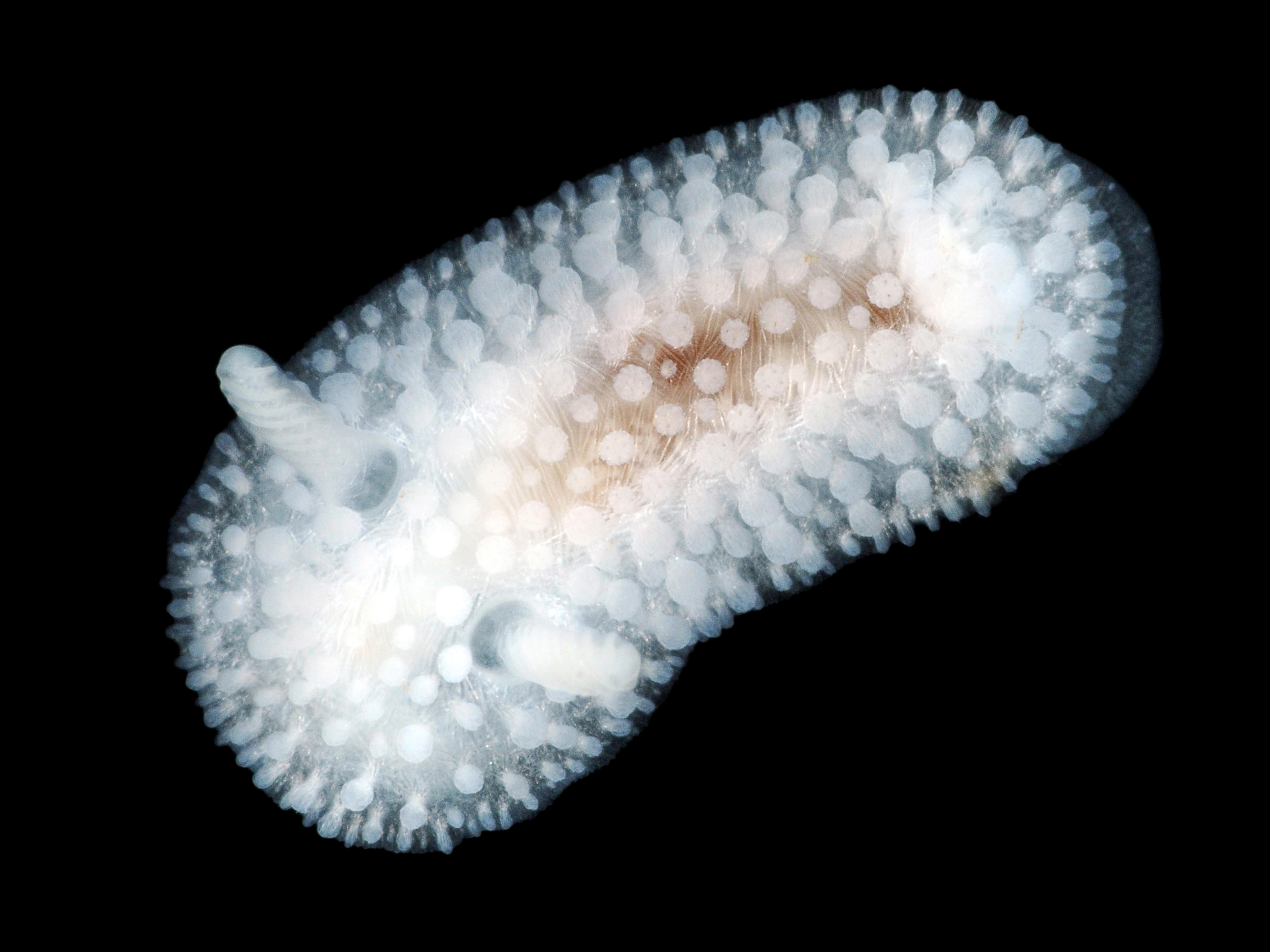 Bløtdyr: Onchidoris muricata.