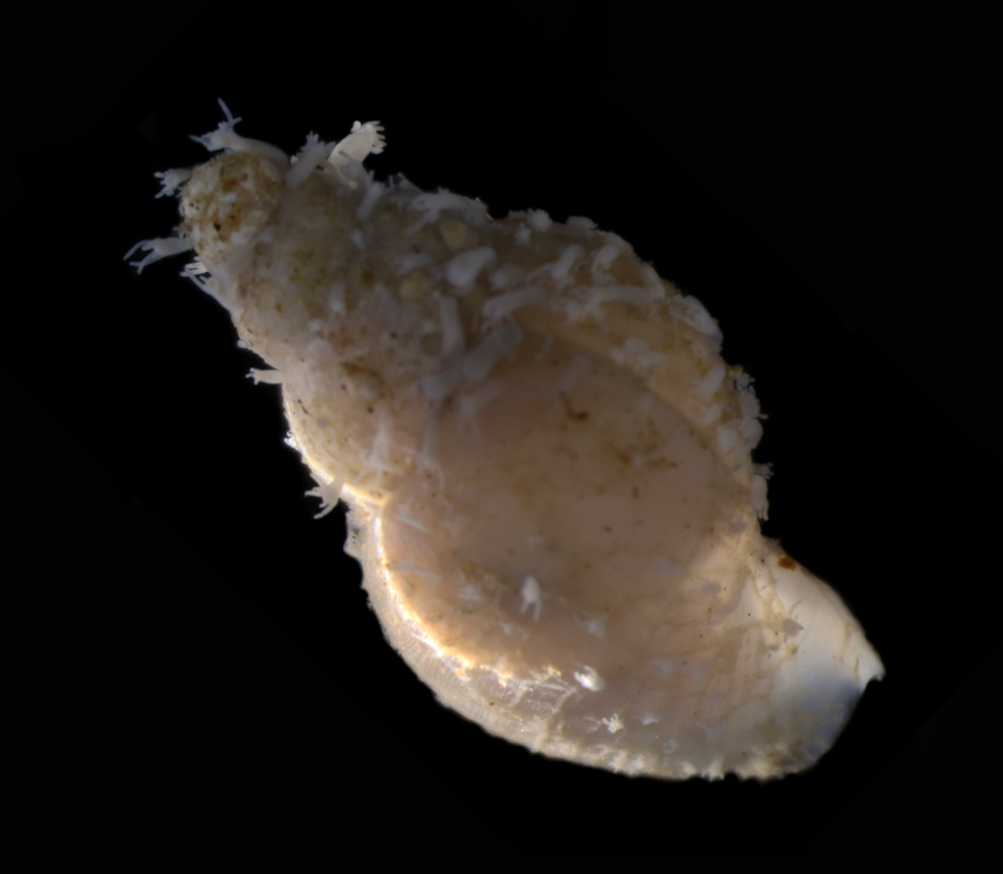 Hydrozoer: Clavactinia serrata.