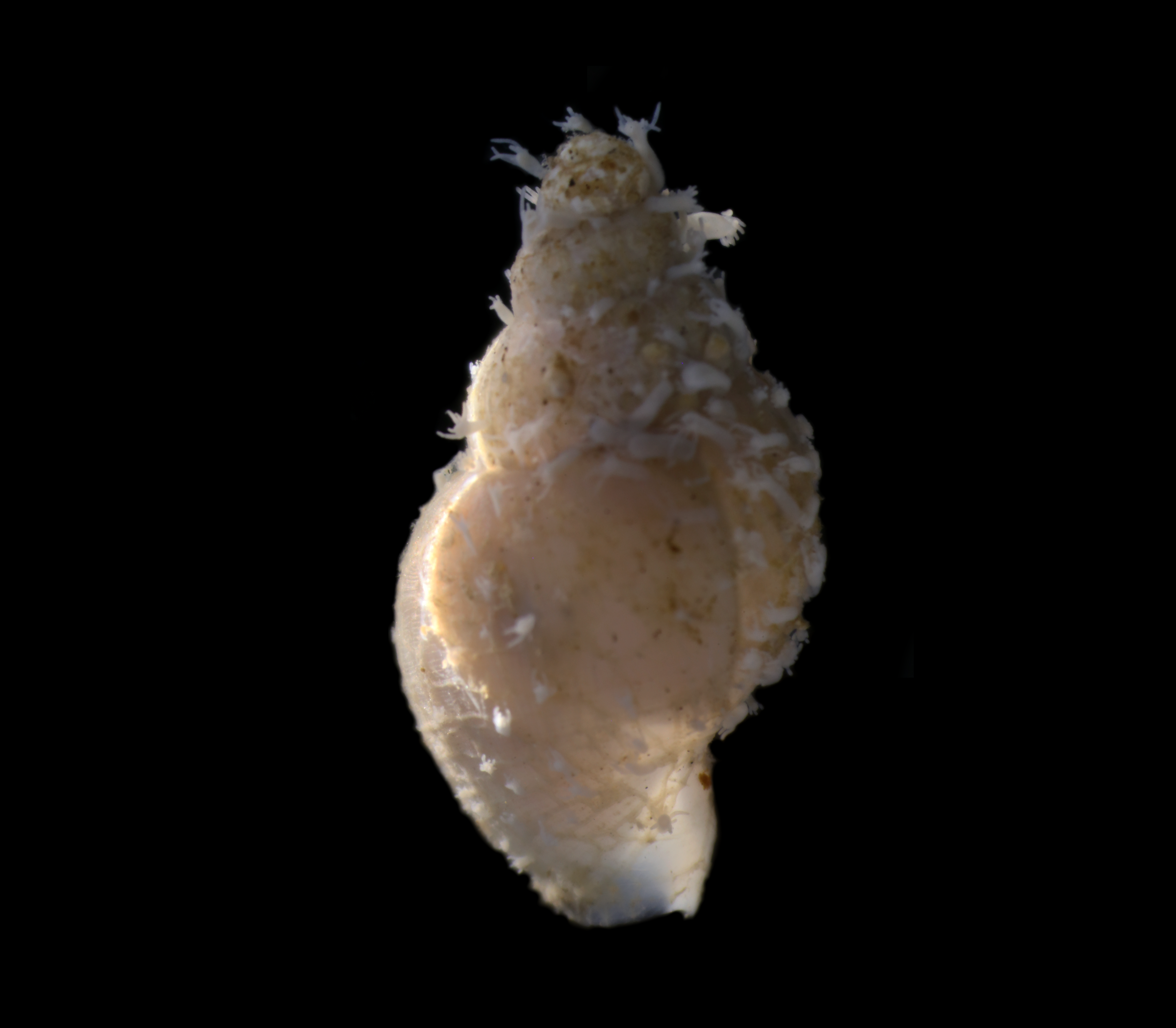 Hydrozoer: Clavactinia serrata.