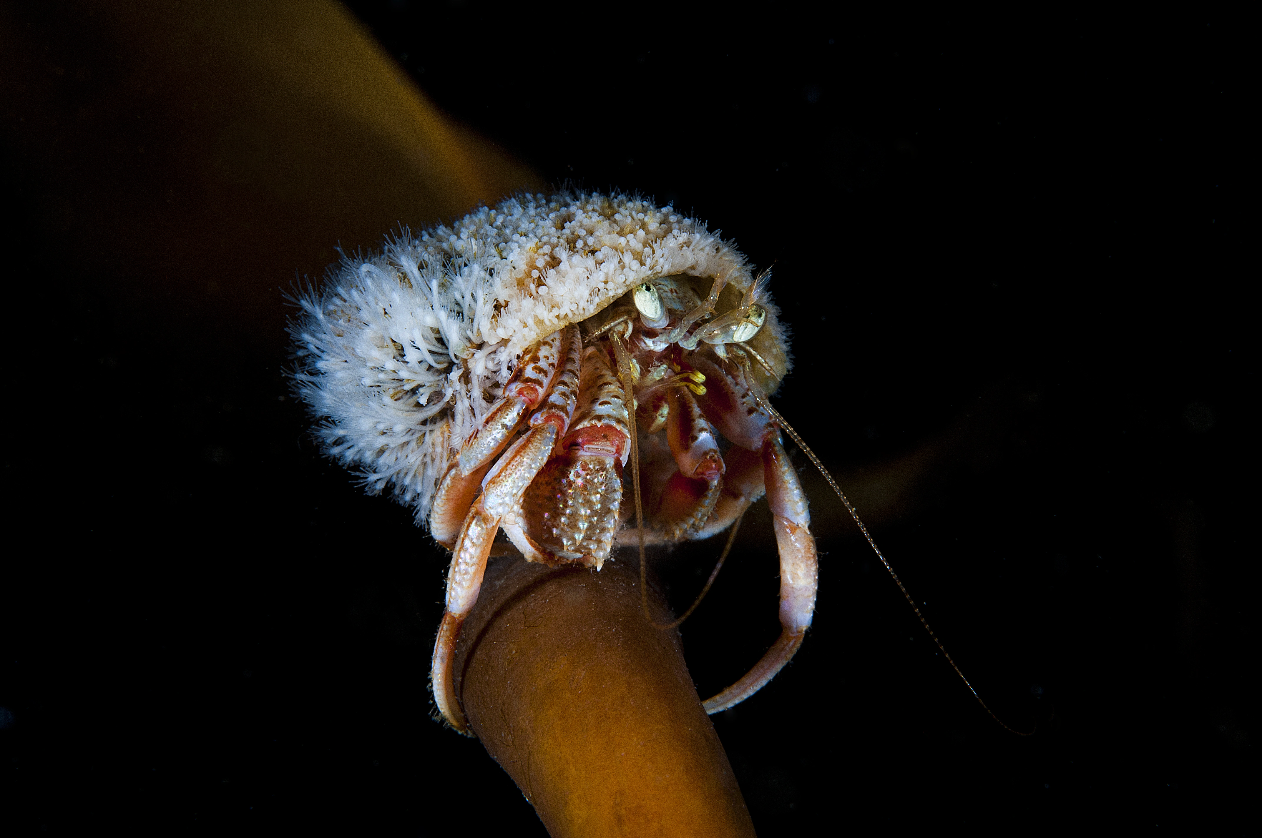 Hydrozoer: Hydractinia echinata.