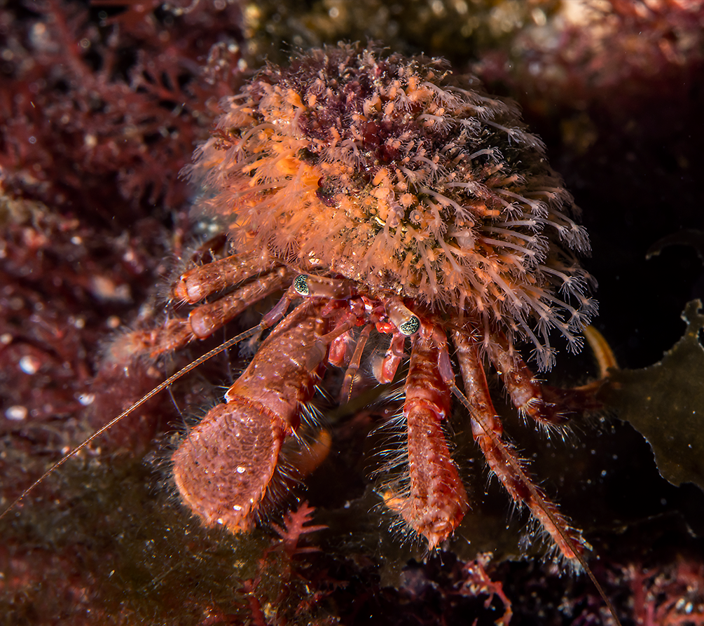 Hydrozoer: Hydractinia sarsii.