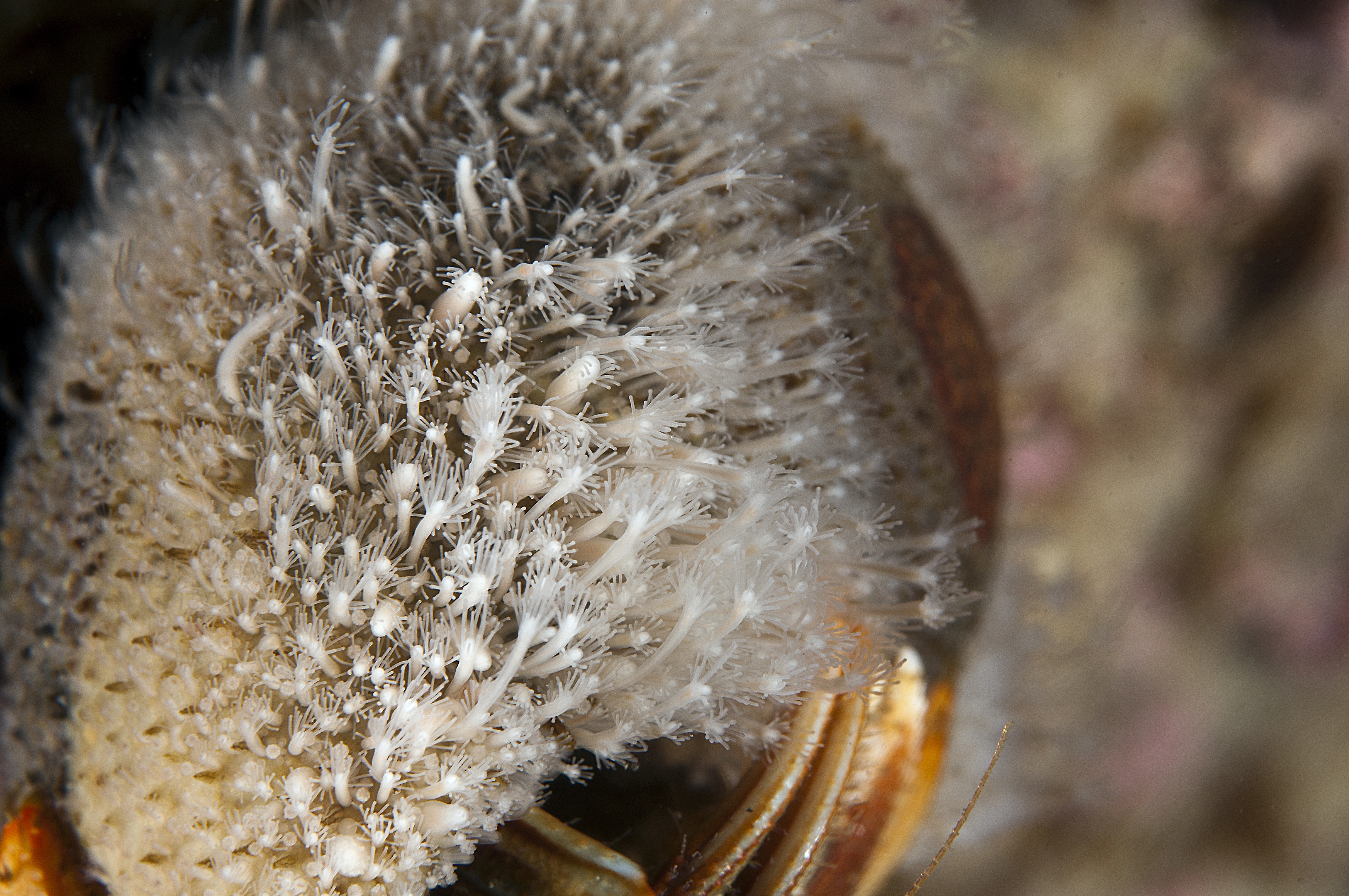 Hydrozoer: Hydractinia echinata.