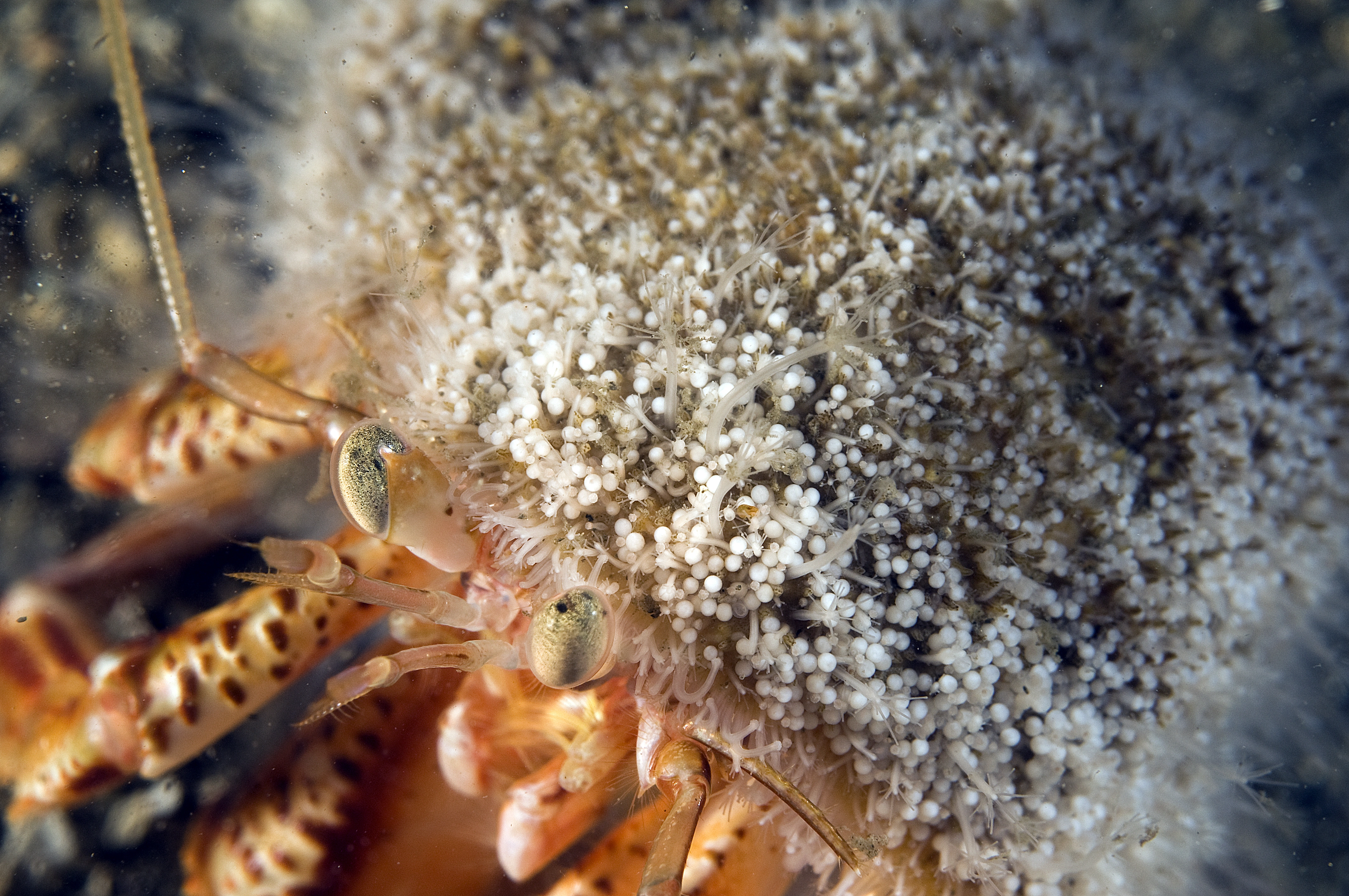 Hydrozoer: Hydractinia echinata.