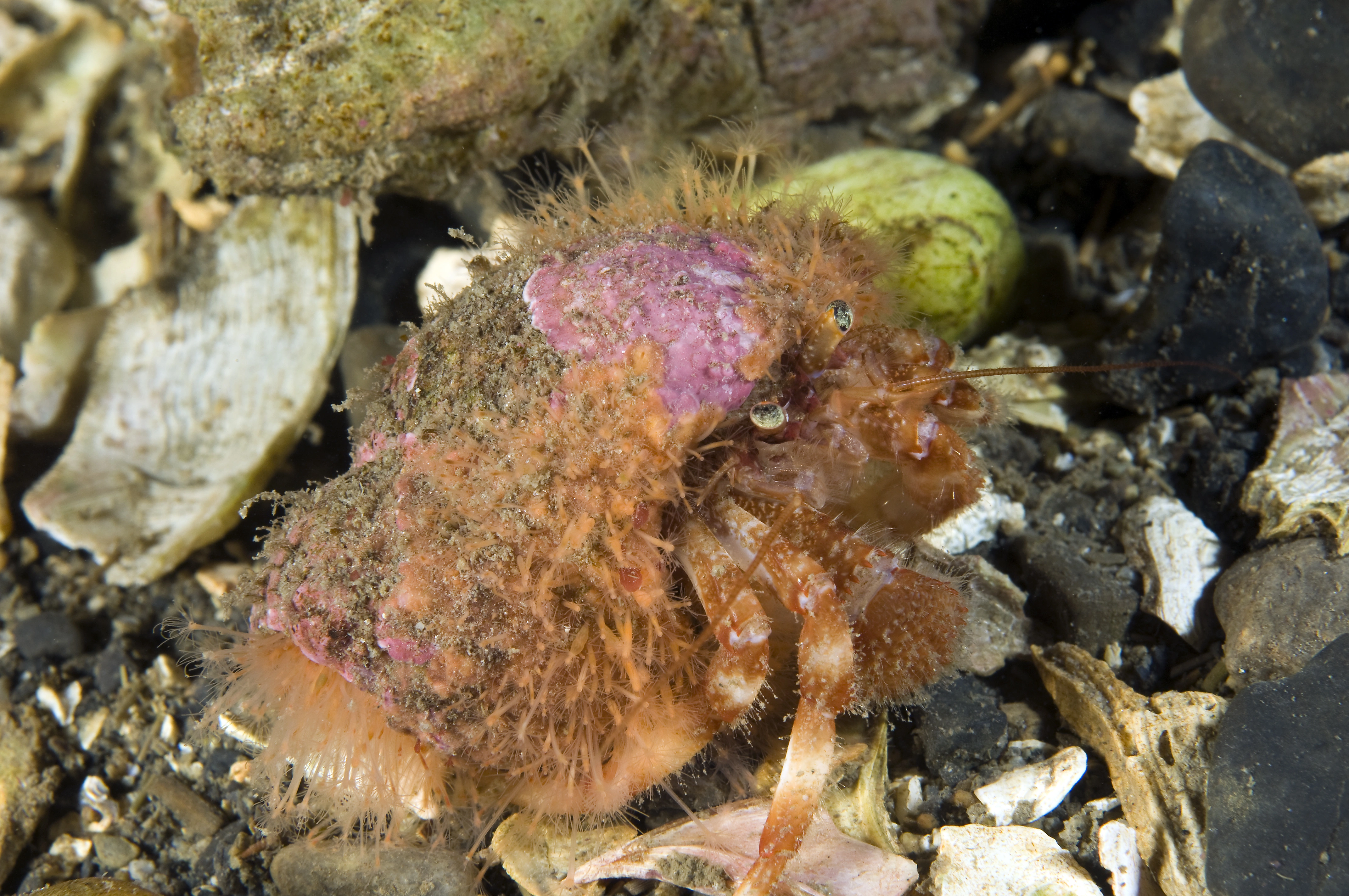 Hydrozoer: Hydractinia sarsii.