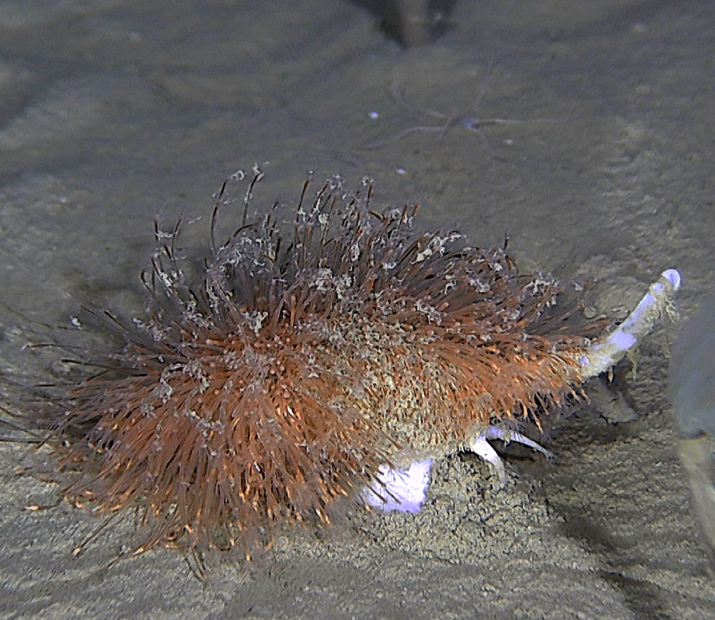 Hydrozoer: Schuchertinia allmanii.