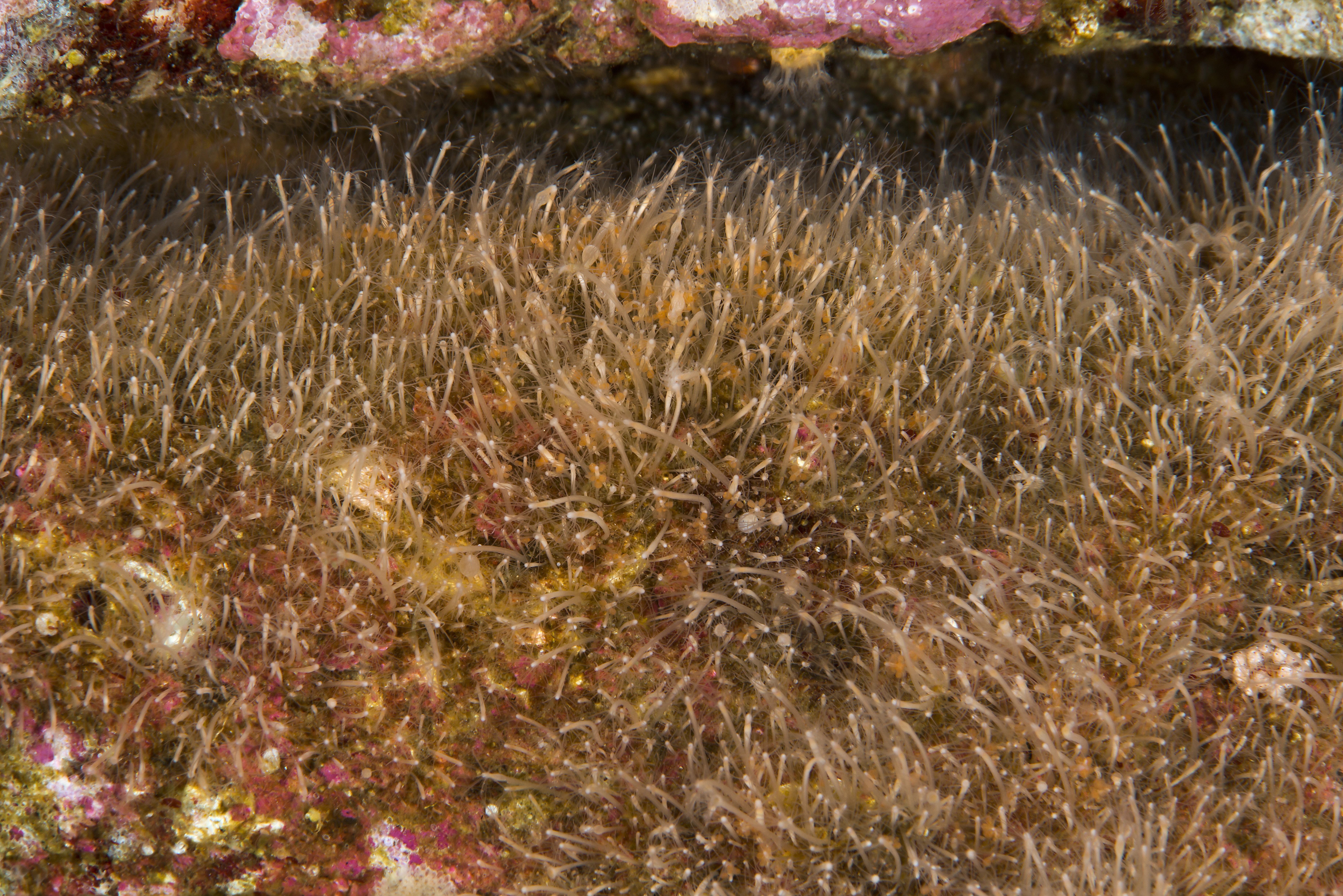 Hydrozoer: Podocoryna borealis.