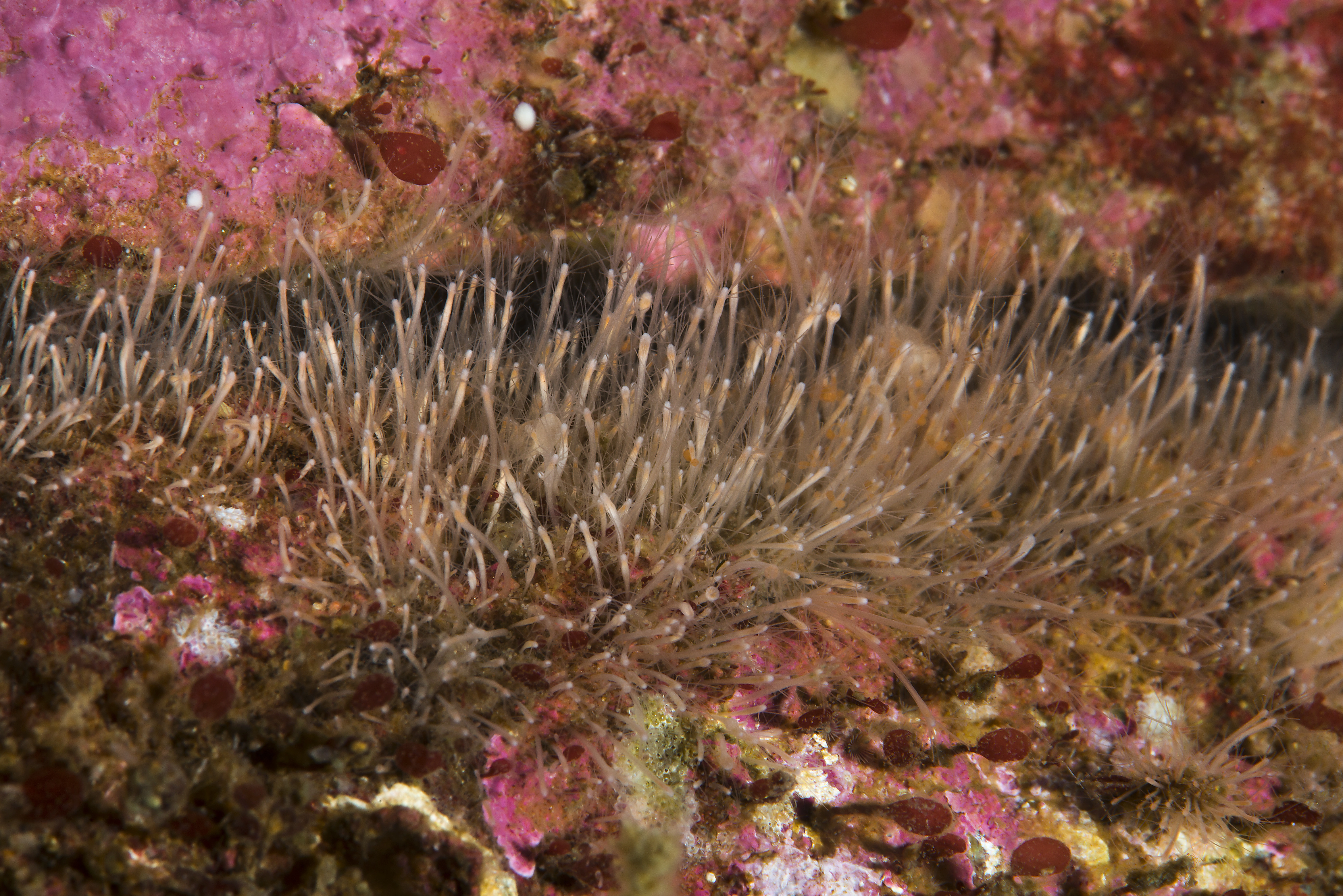 Hydrozoer: Podocoryna borealis.